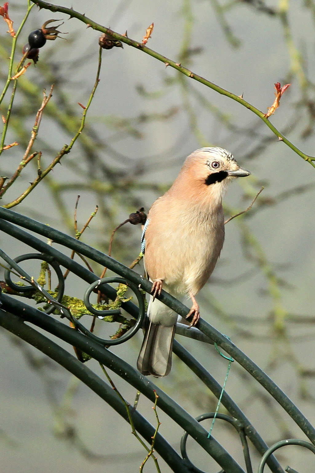 Natuurhuisje in Ambt Delden