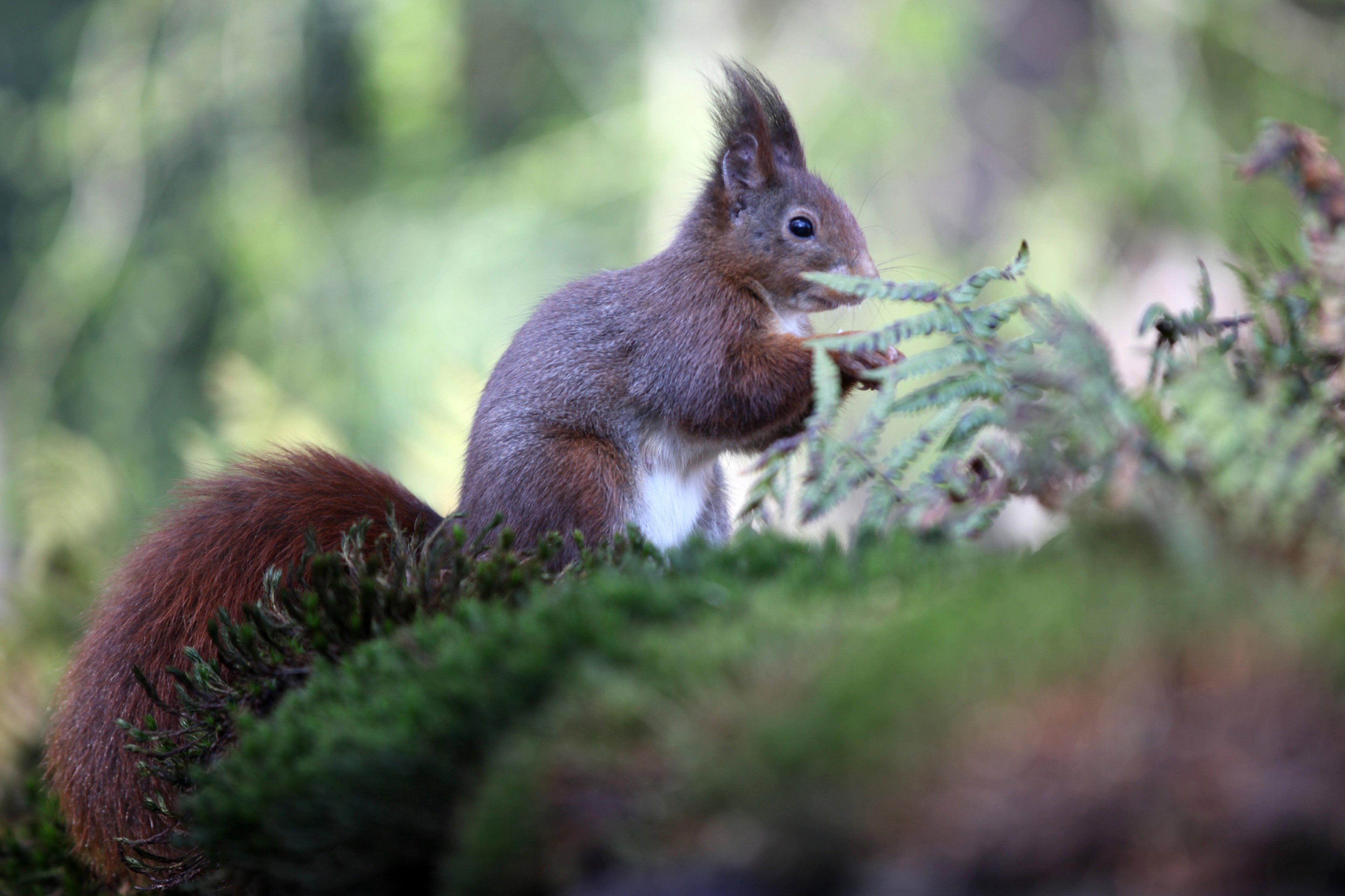 Natuurhuisje in Ambt Delden