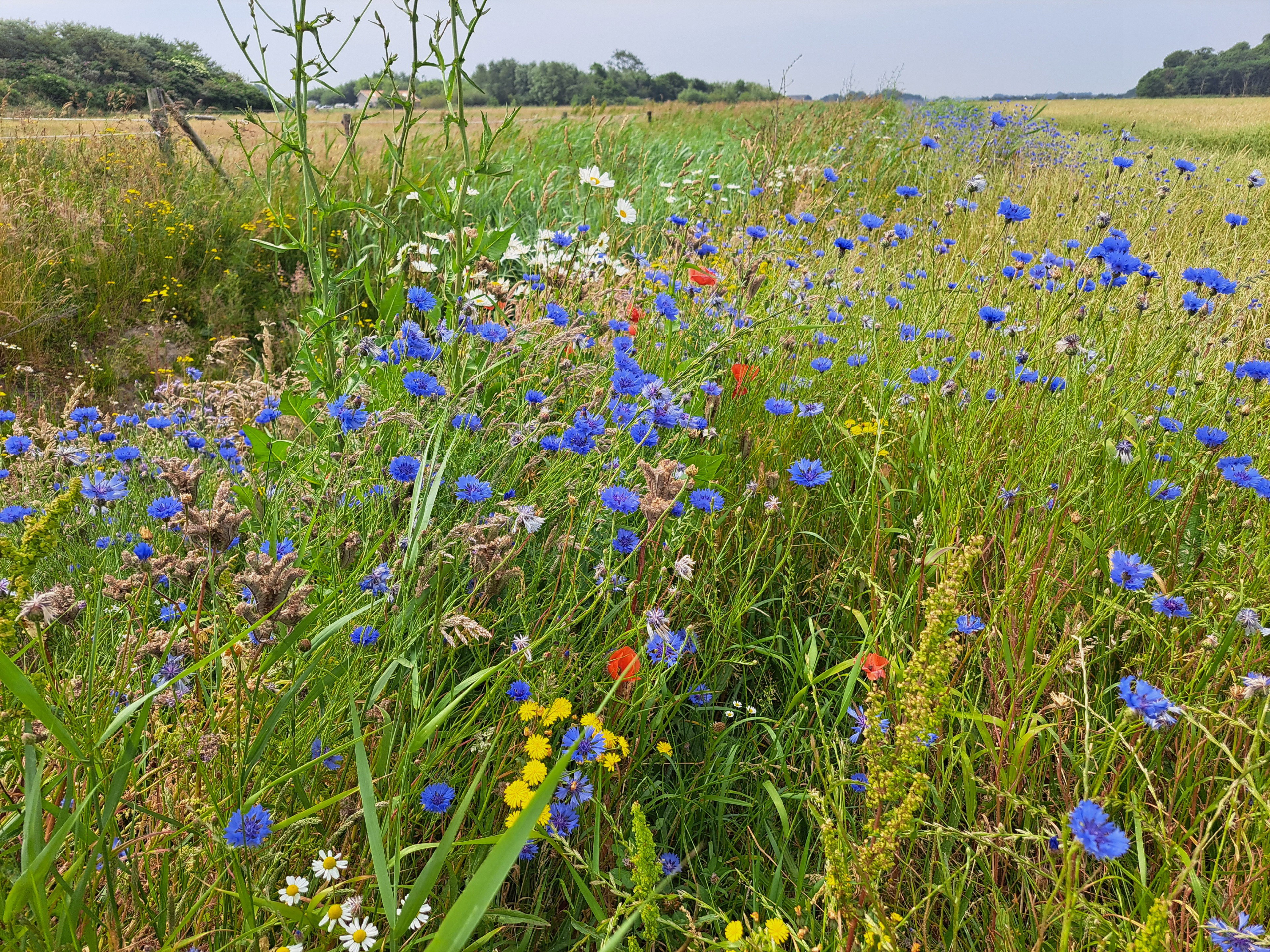 Casa nella natura a Oosterend