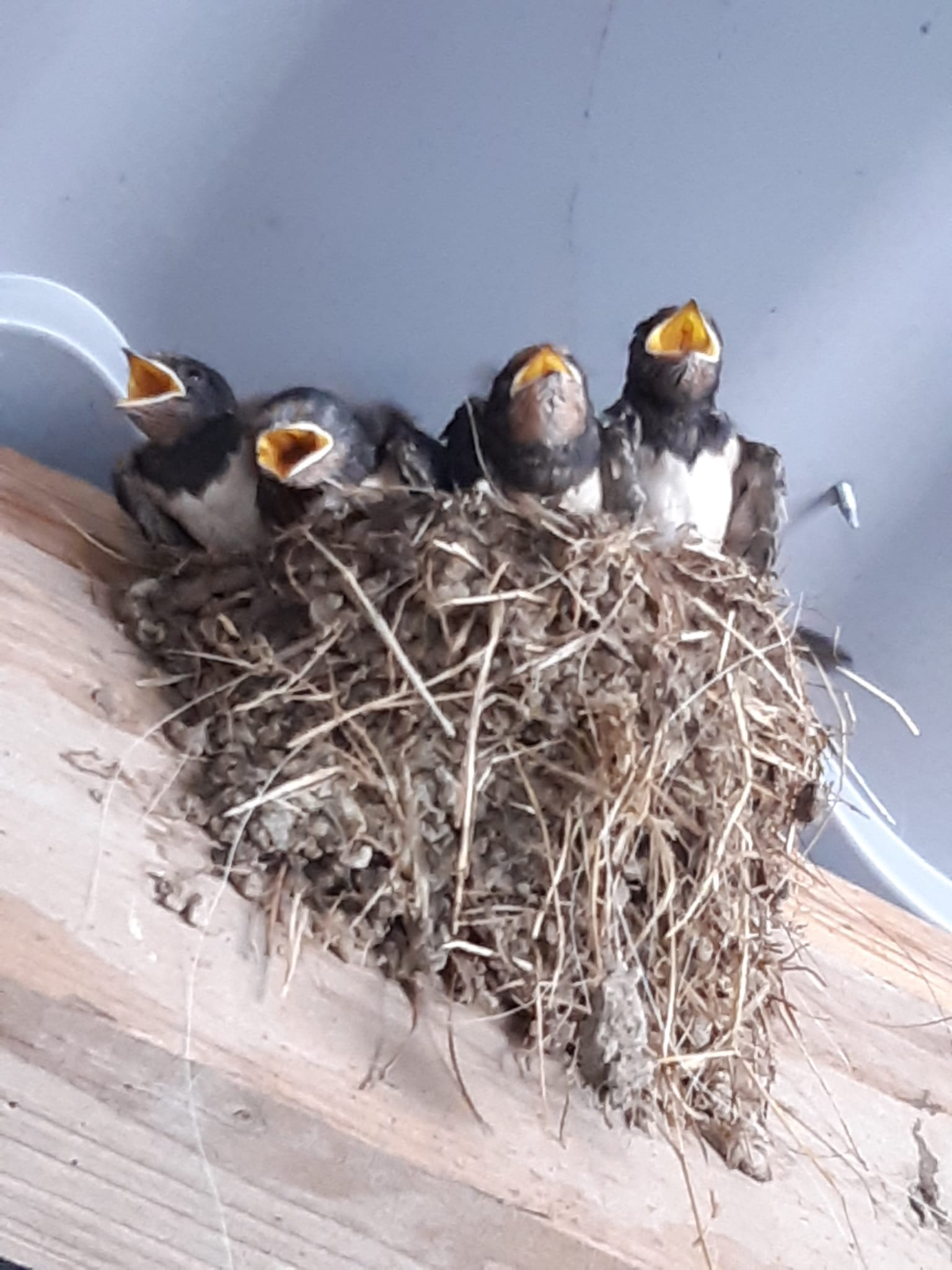 Casa nella natura a Oosterend