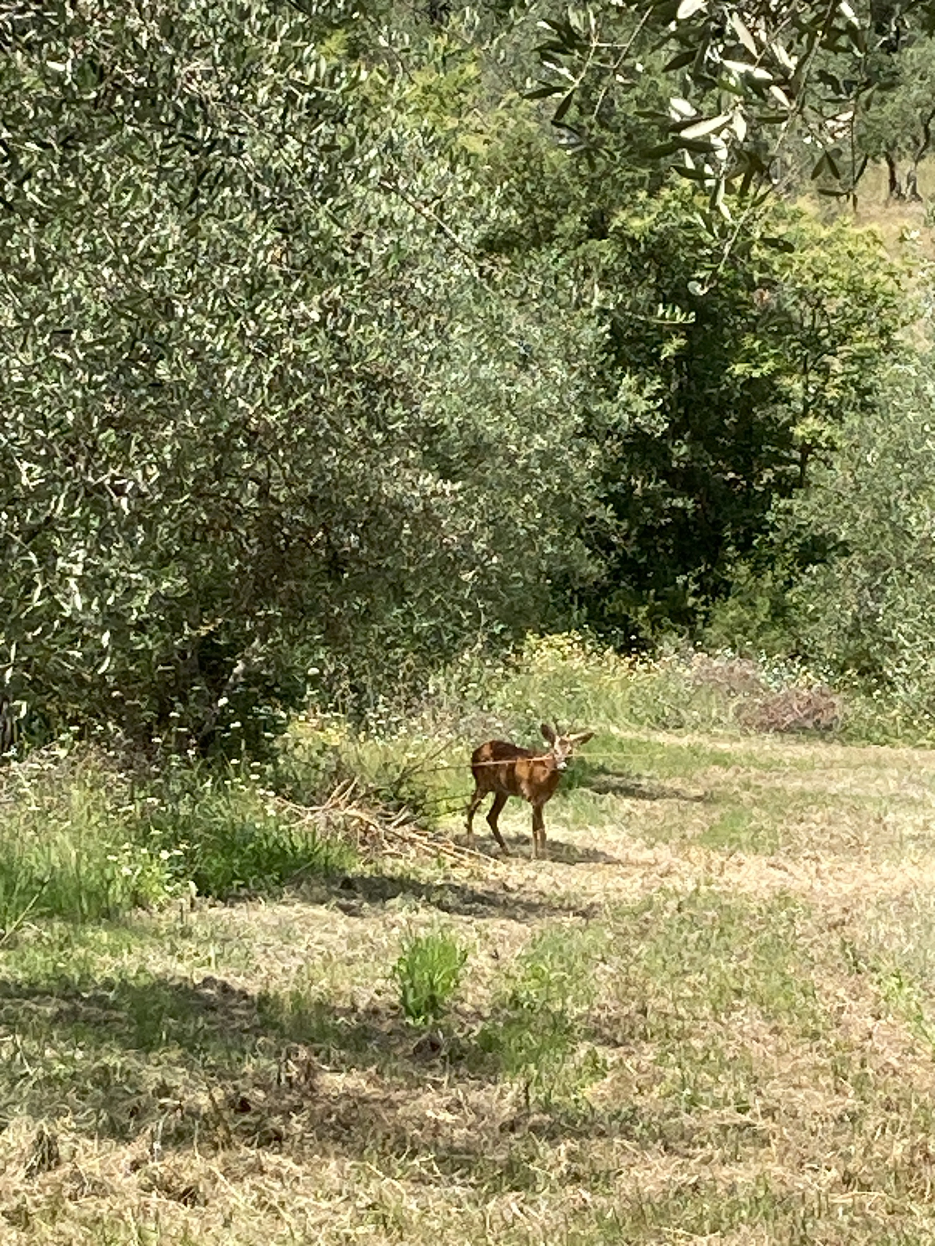 Casa nella natura a Gattaiola Lucca