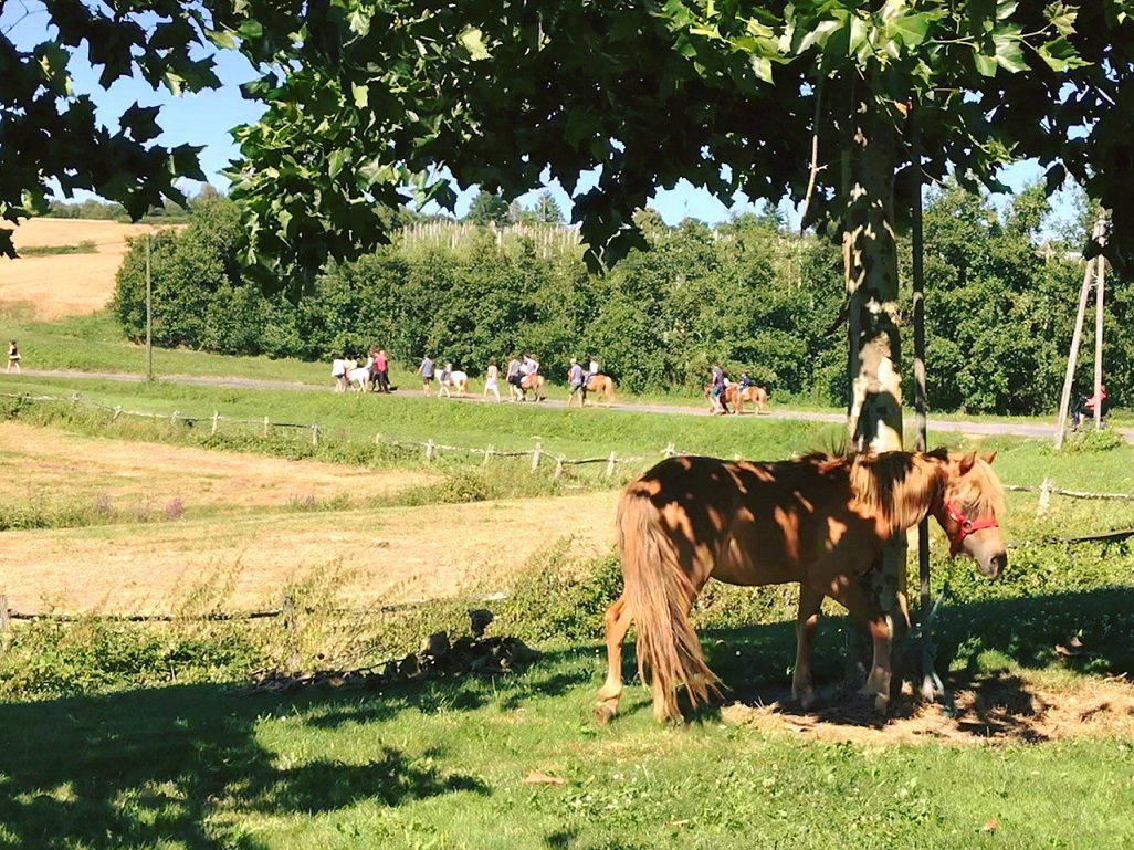 Natuurhuisje in St. Médard d’Excideuil