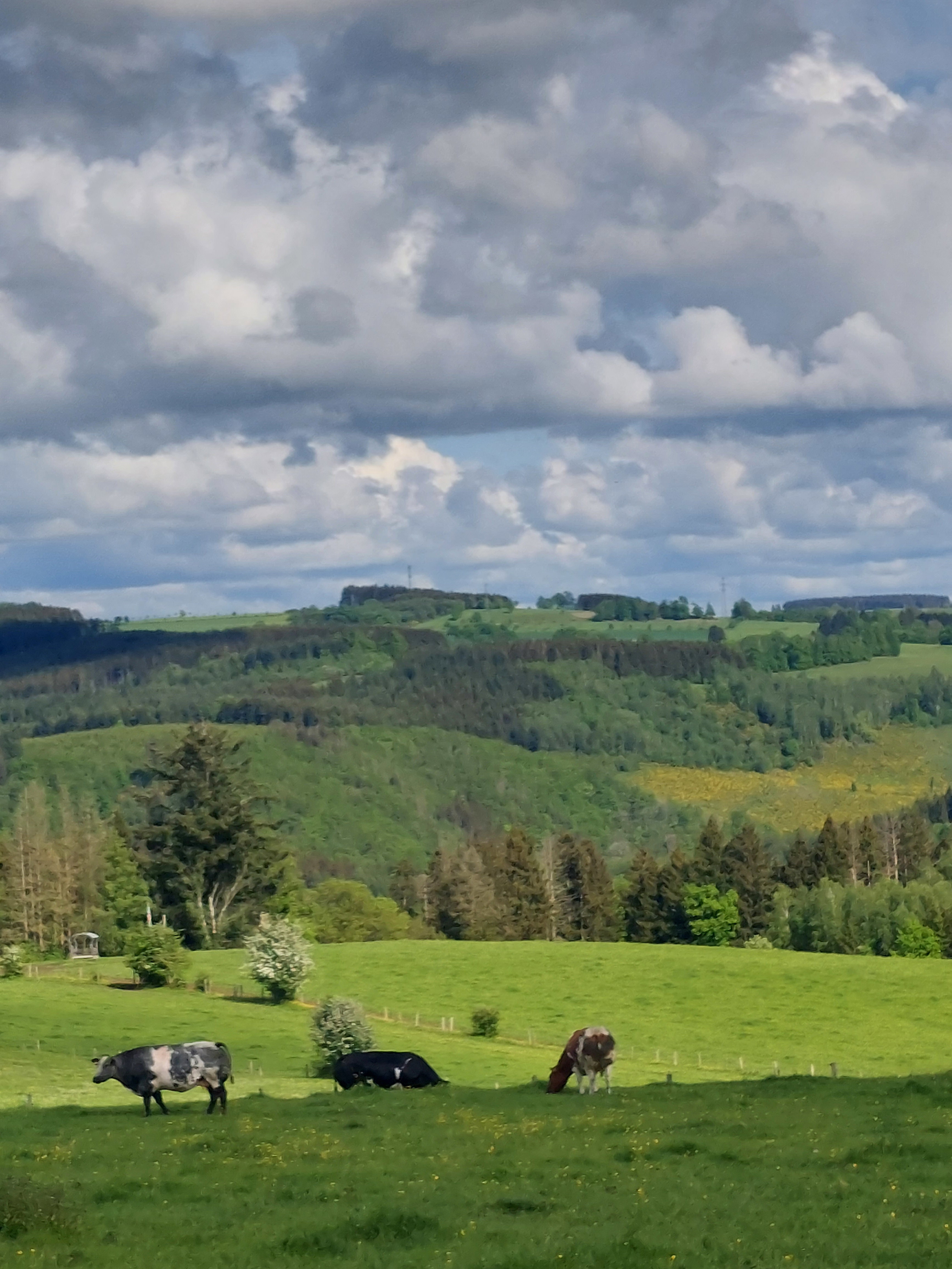 Natuurhuisje in La Roche en ardenne