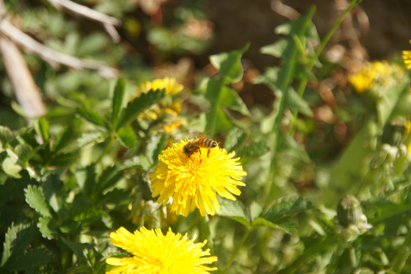 - image: 13