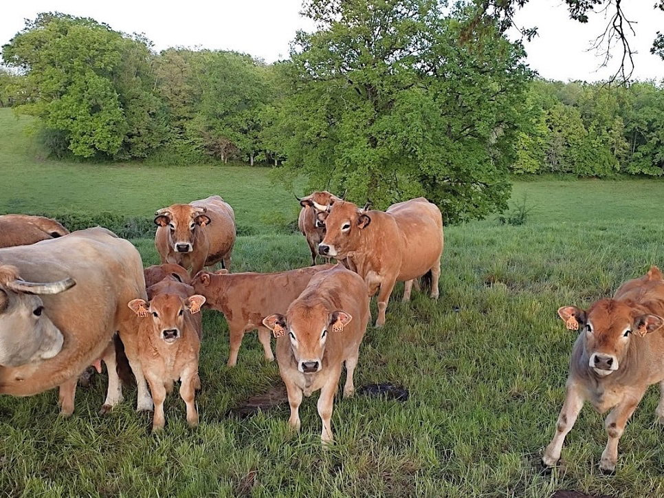 Natuurhuisje in Saint-Projet
