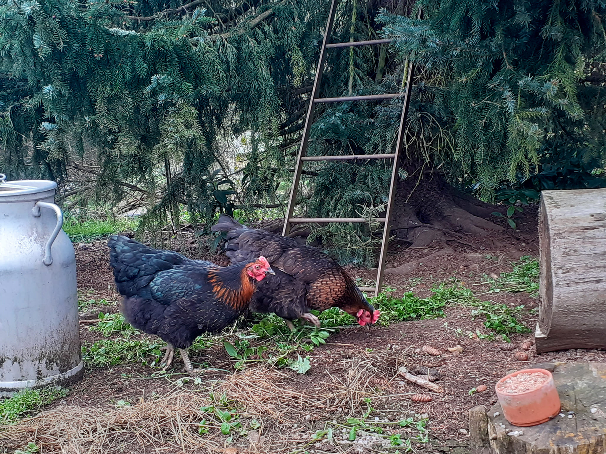 Maison nature à Gerbepal