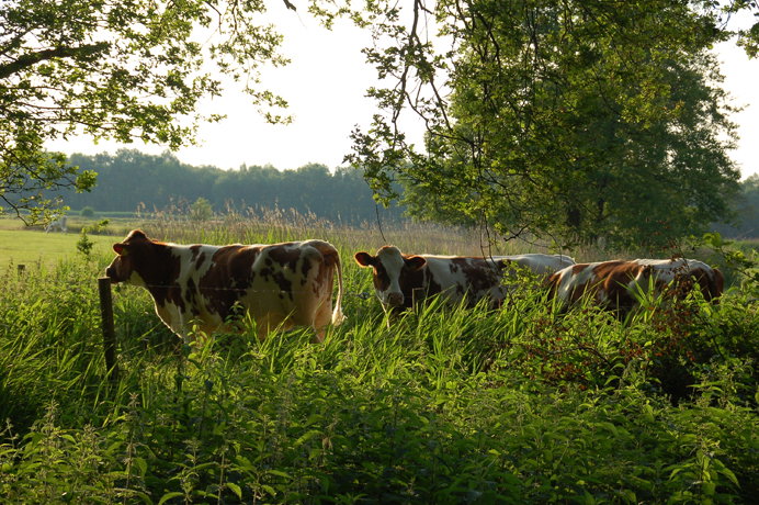 Casa nella natura a Empe