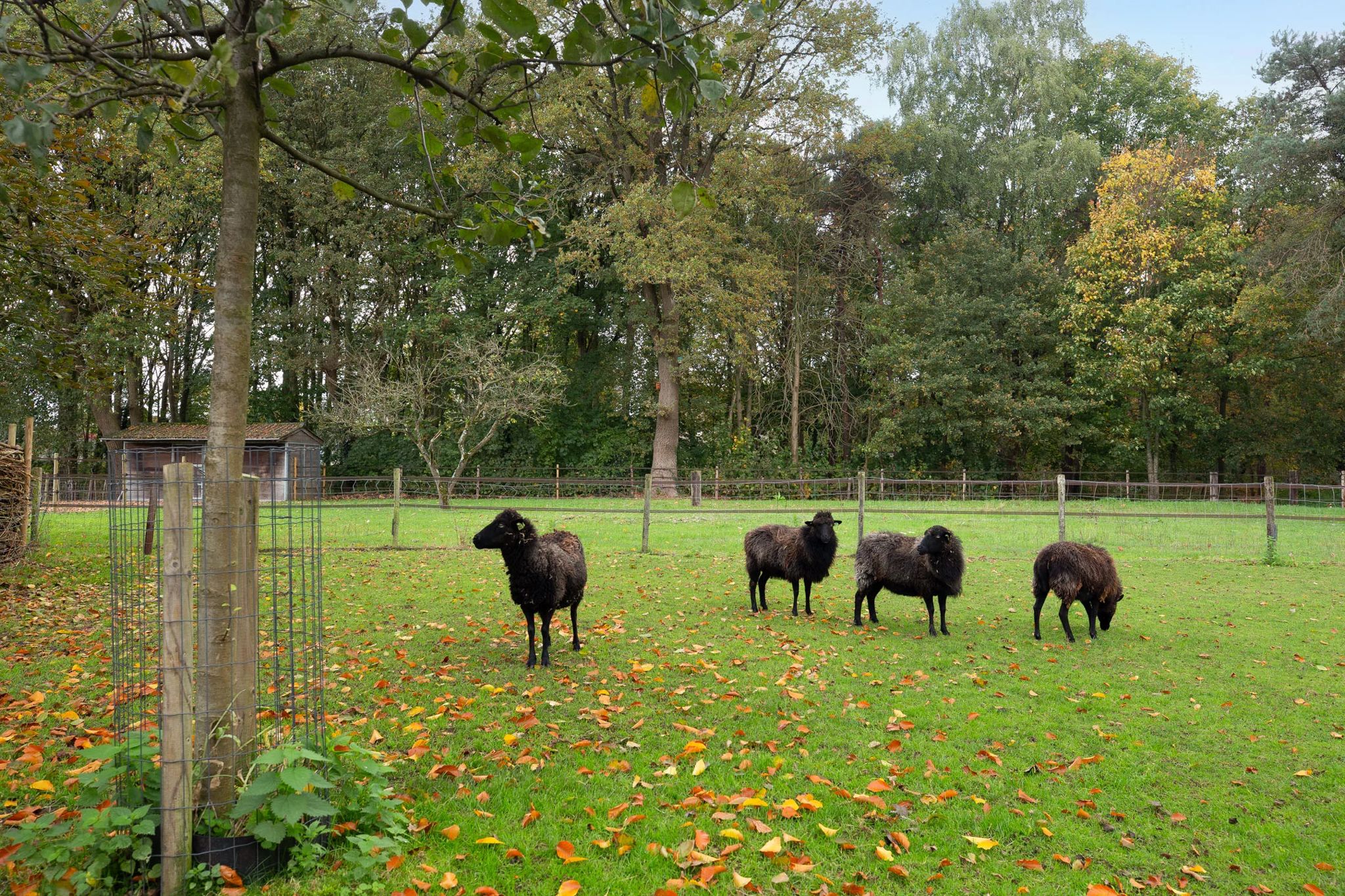 Natuurhuisje in Loon op Zand