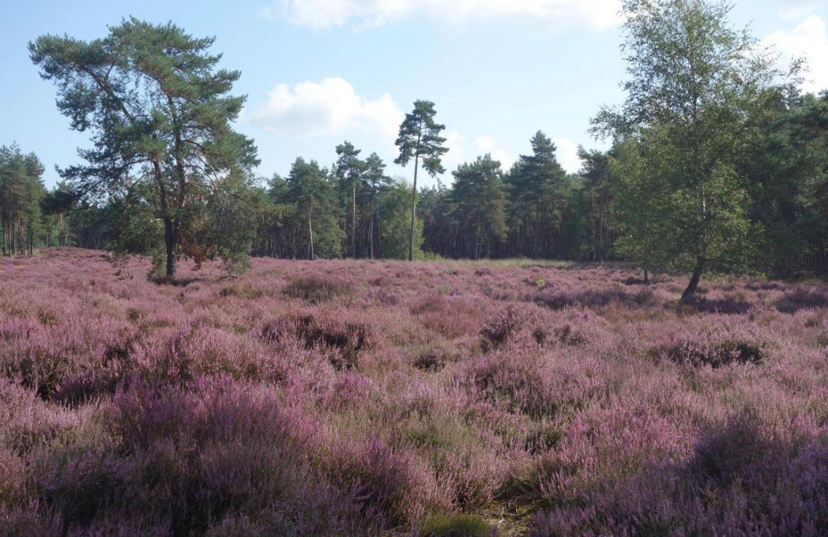 Natuurhuisje in Loon op Zand