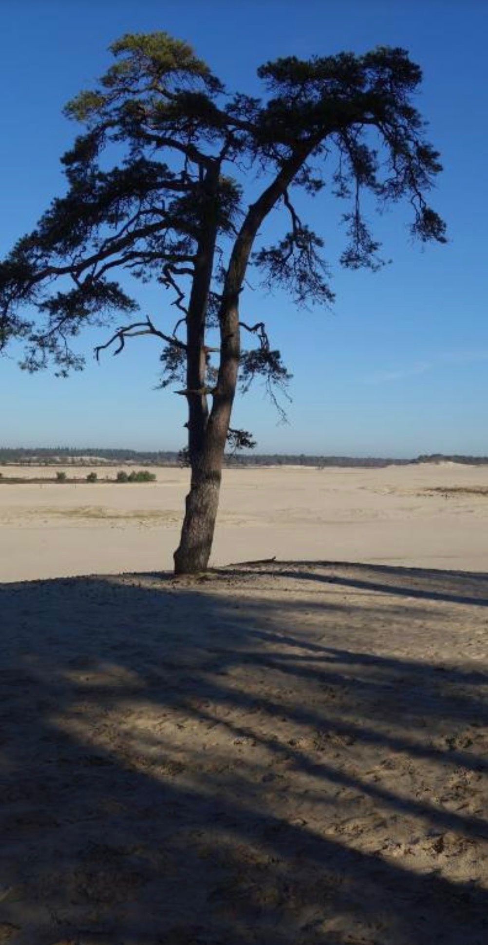 Natuurhuisje in Loon op Zand