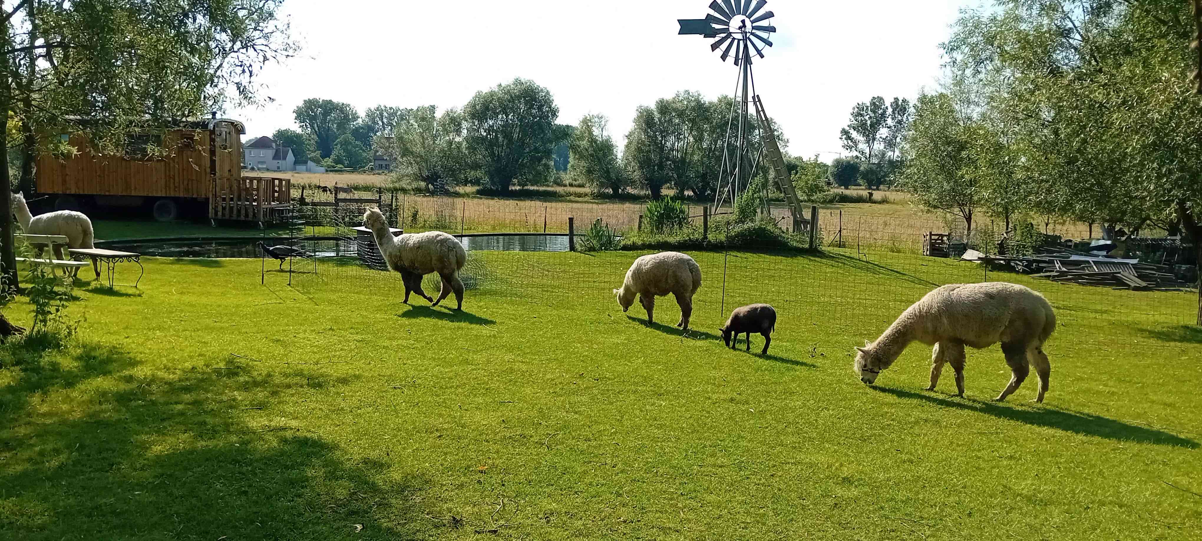 Naturhäuschen in Ninove