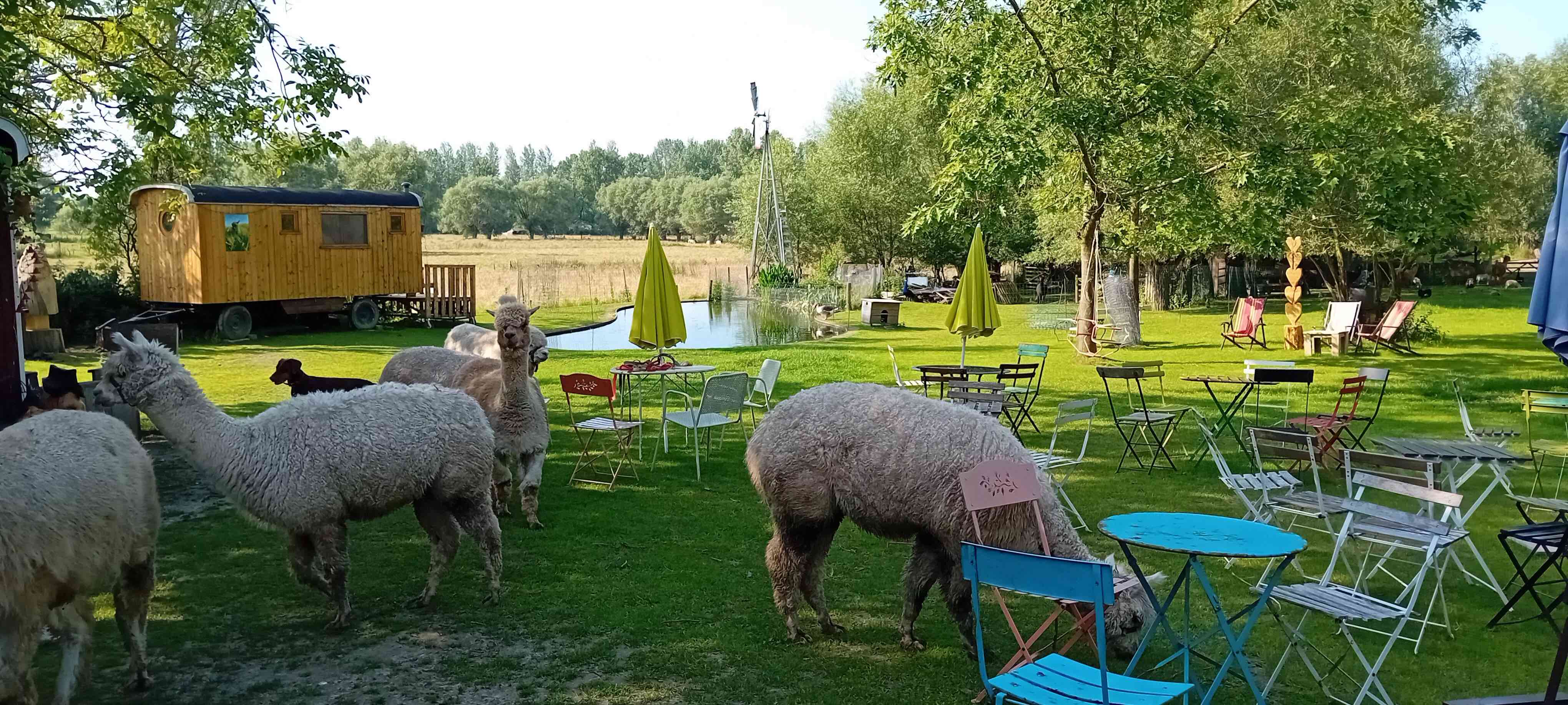 Naturhäuschen in Ninove