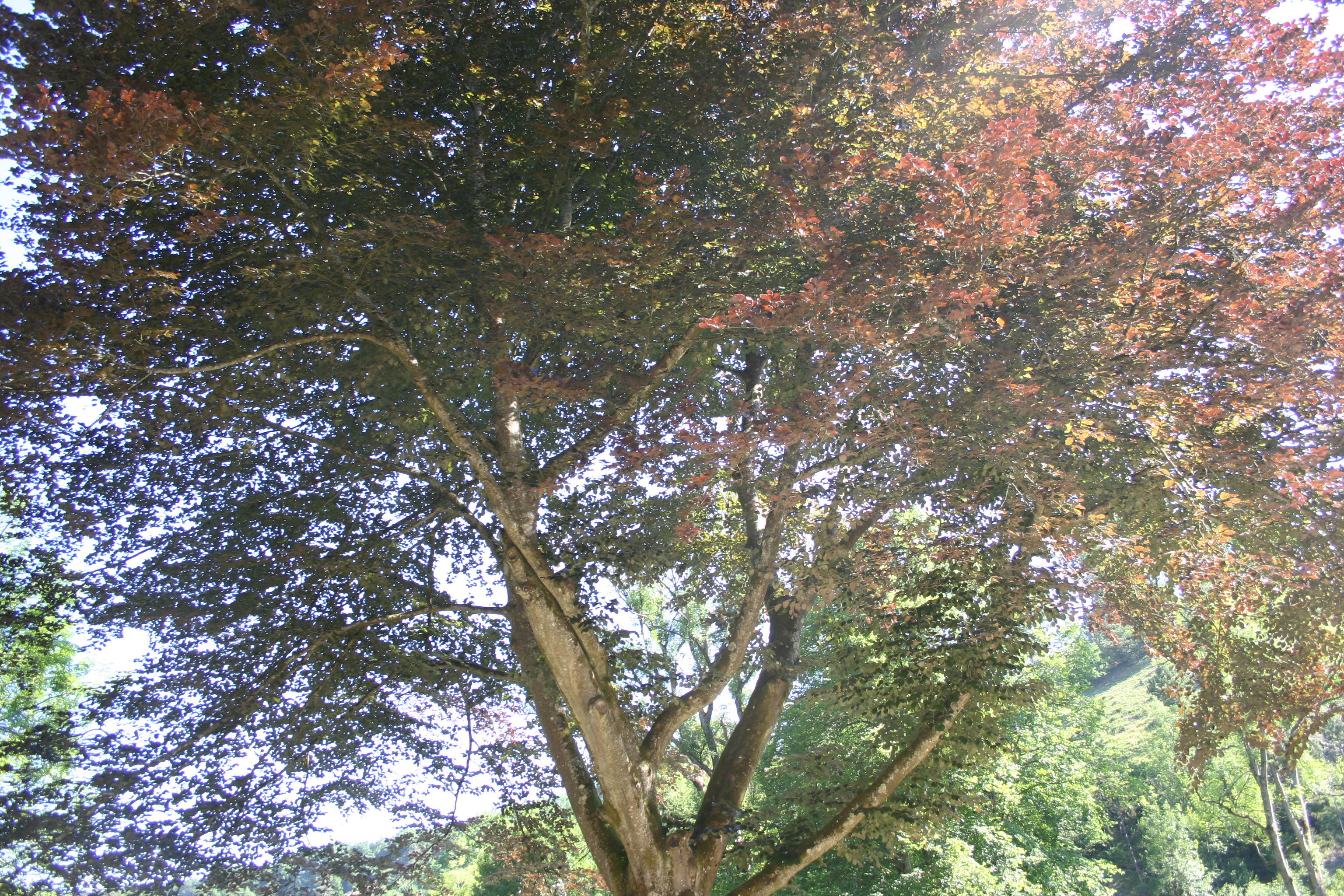 Natuurhuisje in Ferrieres Vieuxville