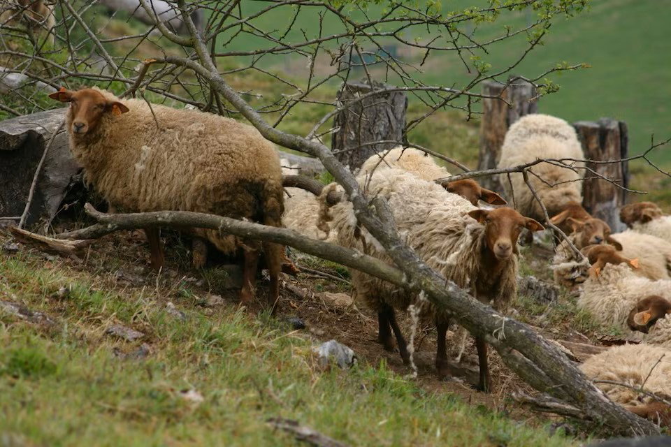 Natuurhuisje in Ferrieres Vieuxville