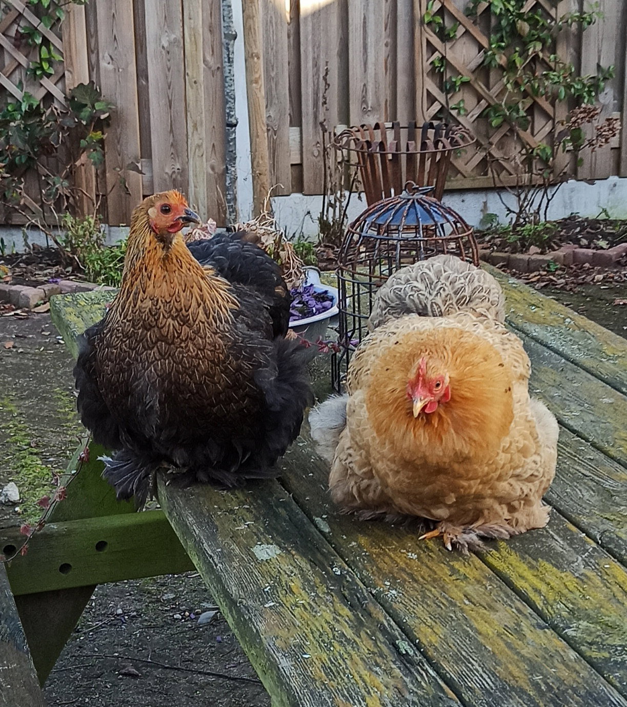 Natuurhuisje in Schipluiden