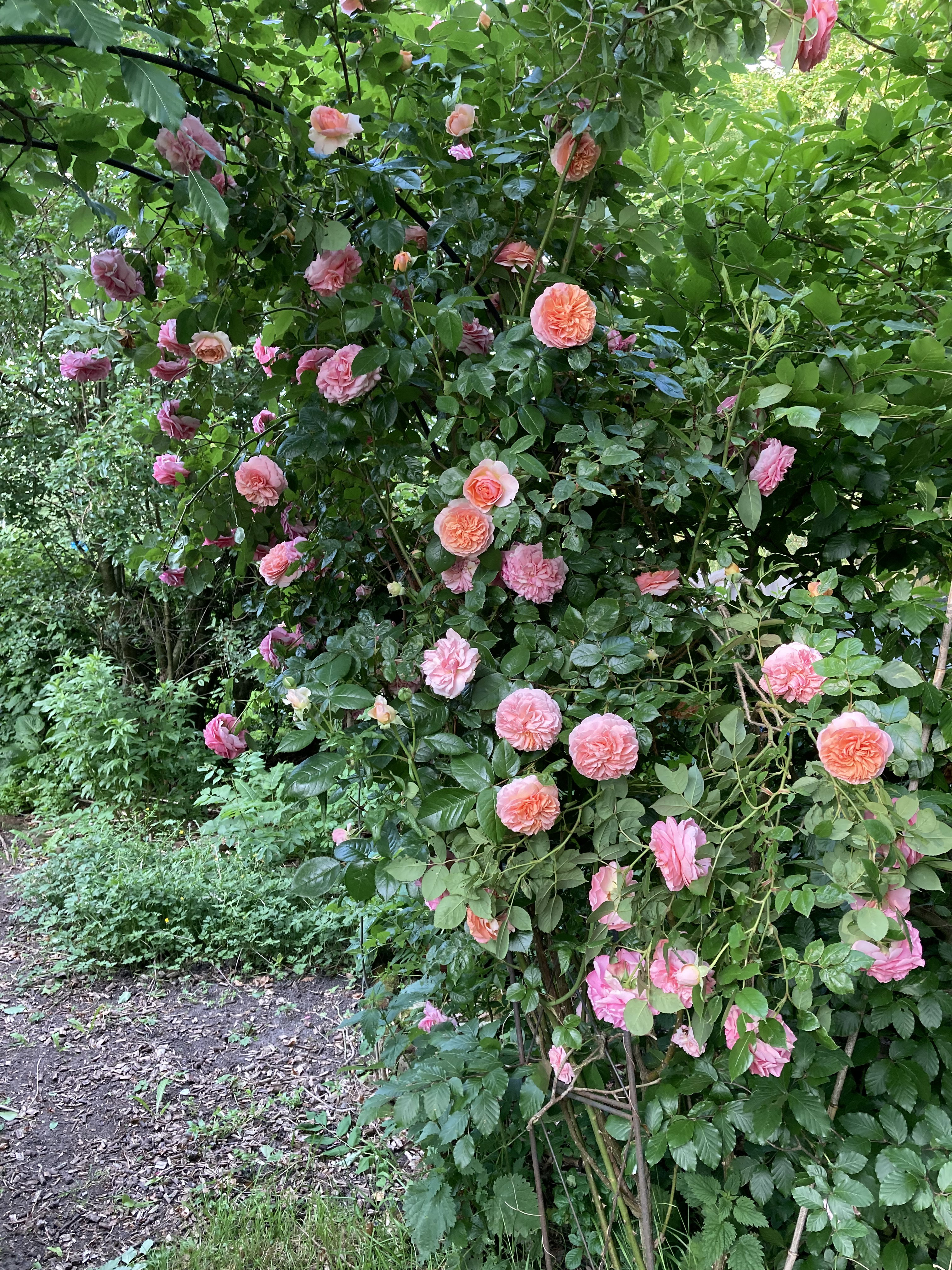 Natuurhuisje in Kamperveen
