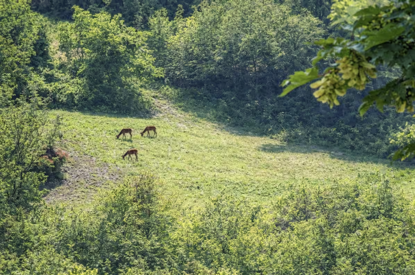 Casa nella natura a Pianello Val Tidone