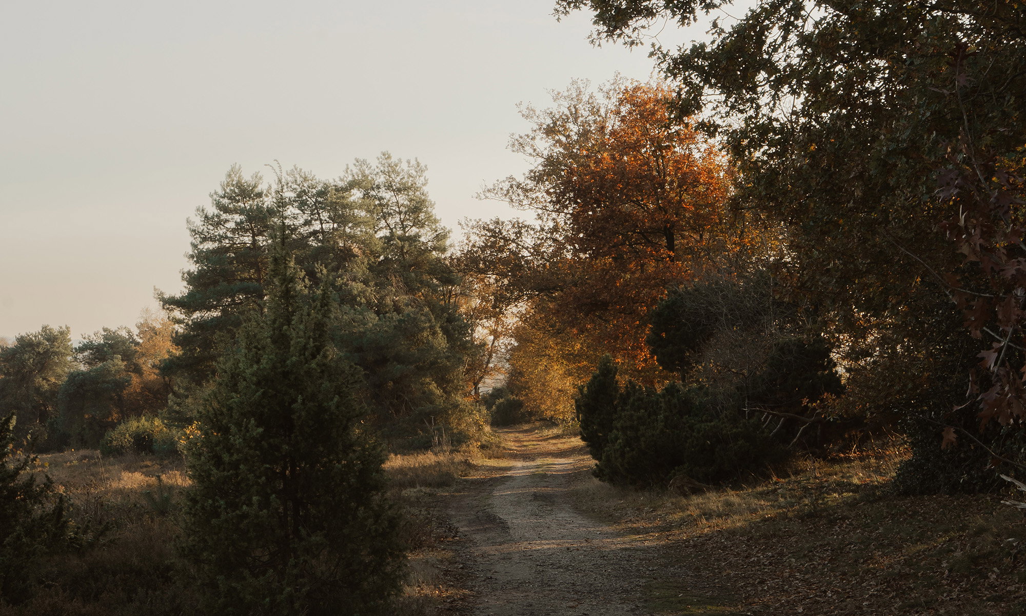 Natuurhuisje in Lemele