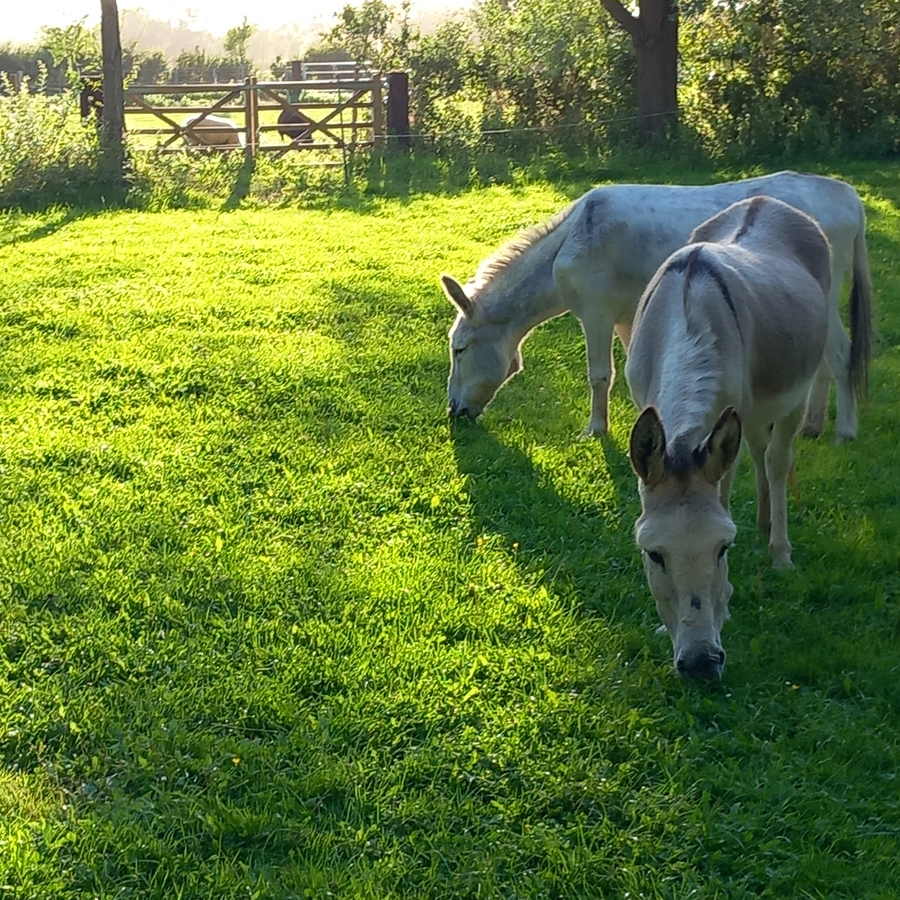 Natuurhuisje in Koudekerke