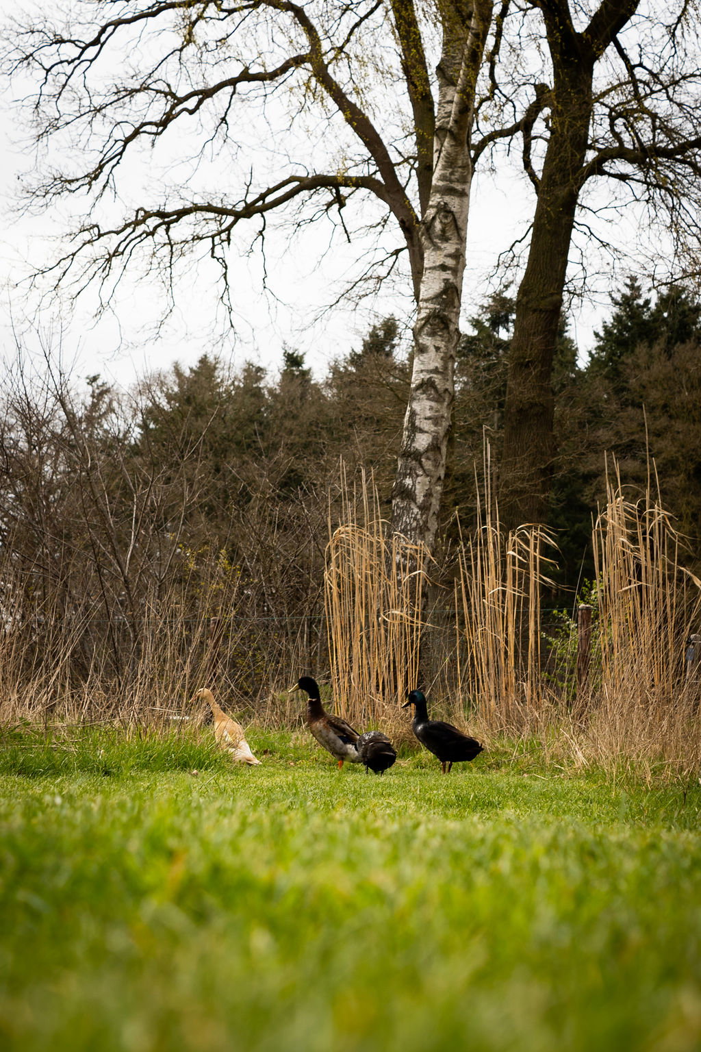 Natuurhuisje in Okkenbroek