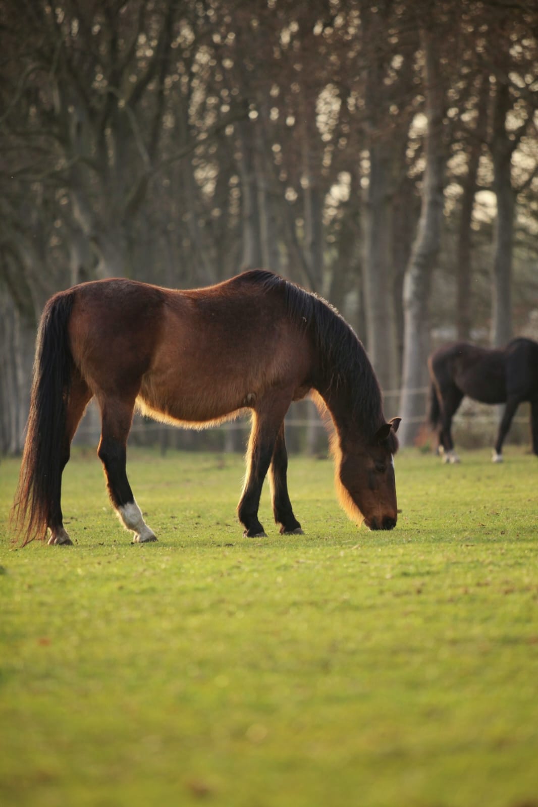 Natuurhuisje in Okkenbroek