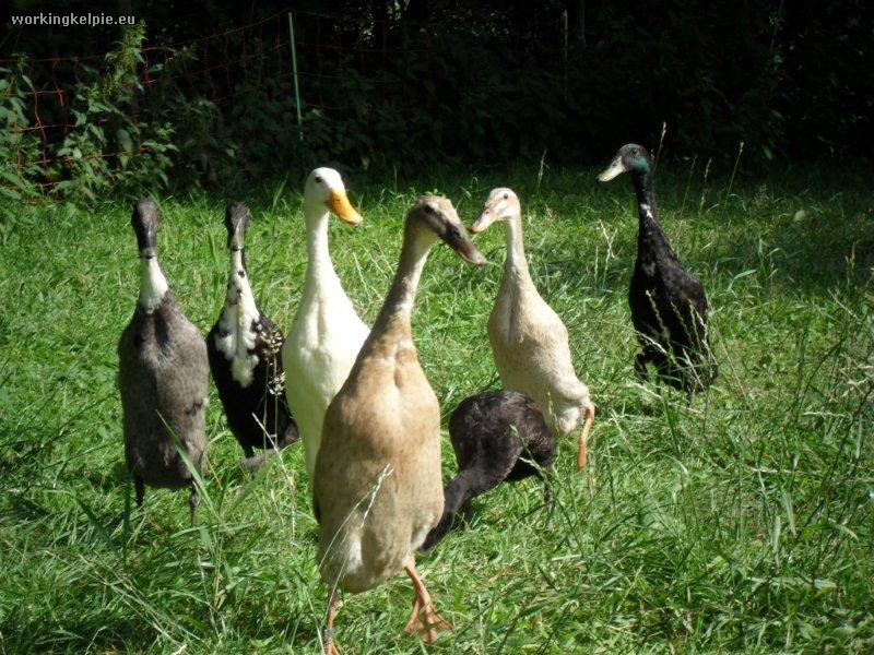 Natuurhuisje in Okkenbroek