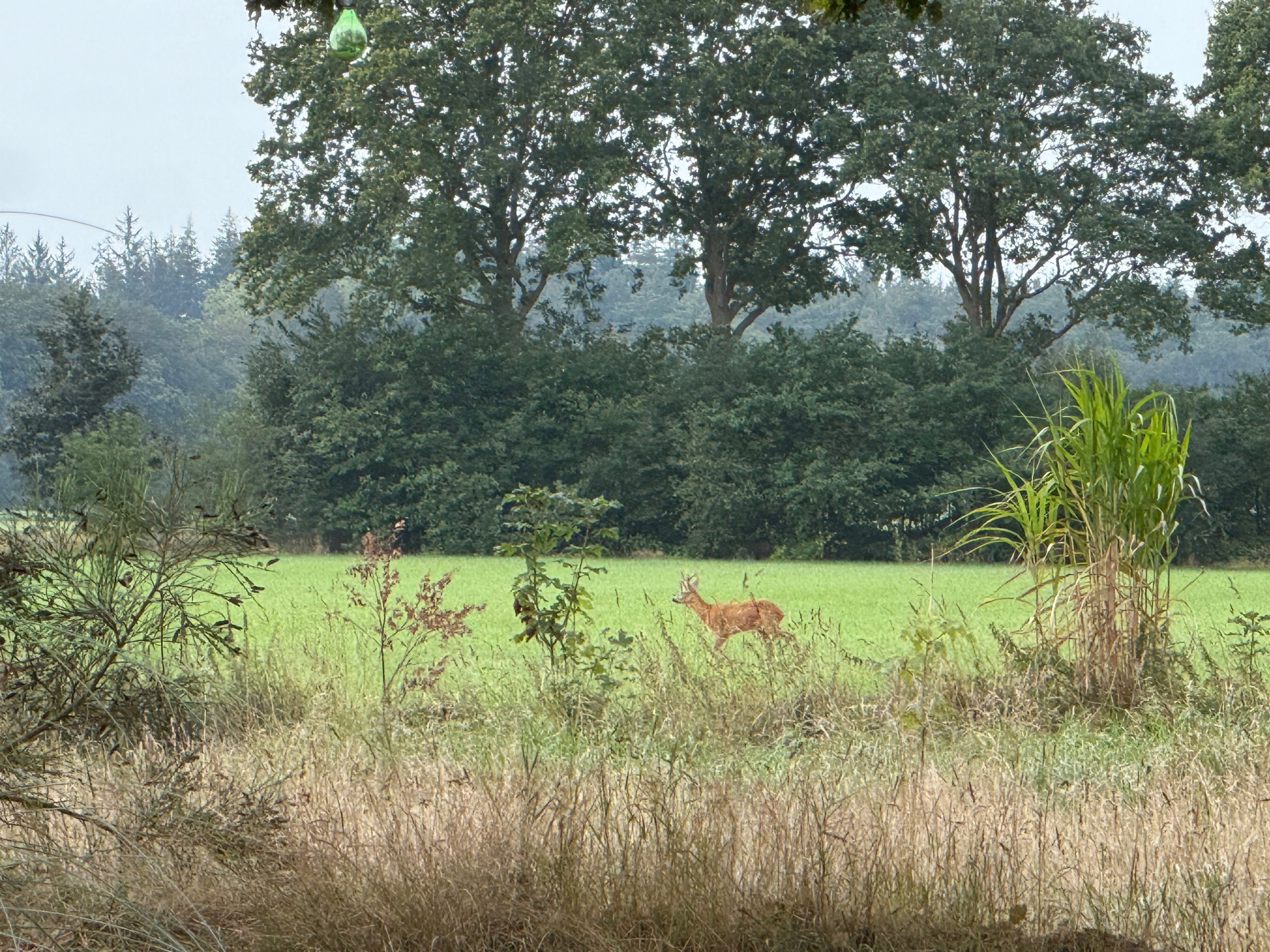 Nature house in Siegerswoude