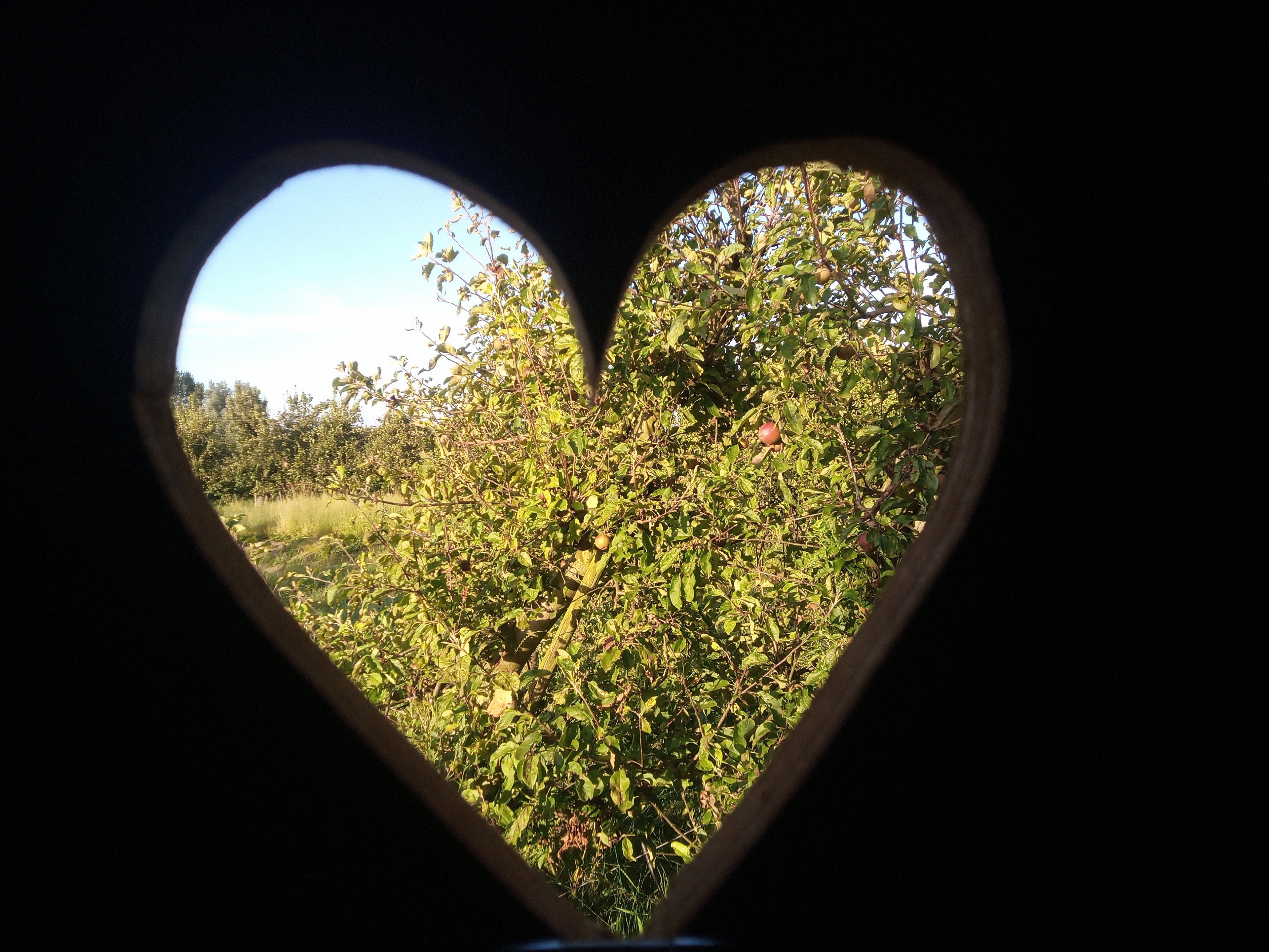- image: 11