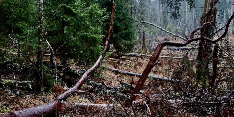 Naturhäuschen in Tõrva vald
