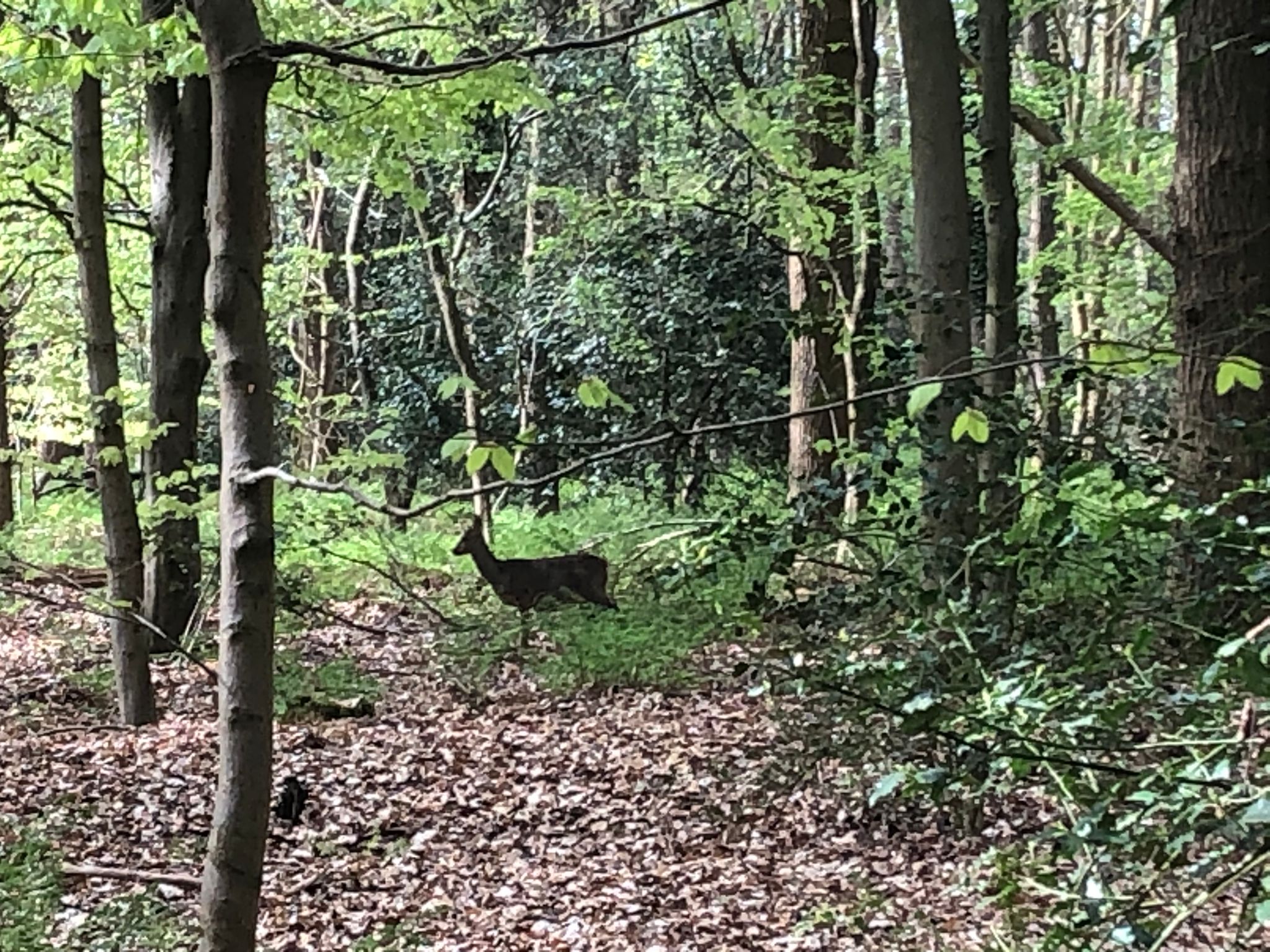 Natuurhuisje in Oudemirdum
