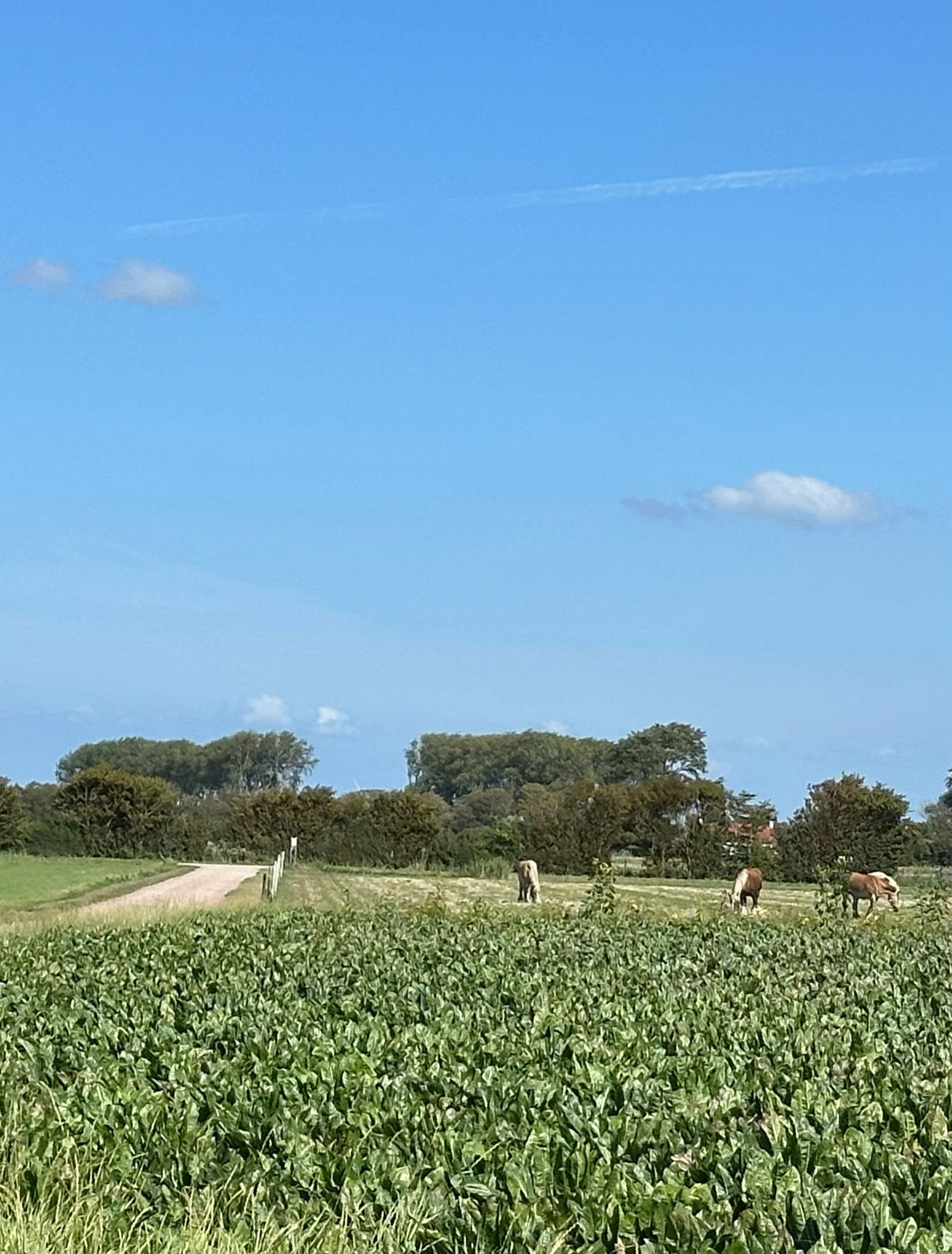 Casa nella natura a Oostkapelle