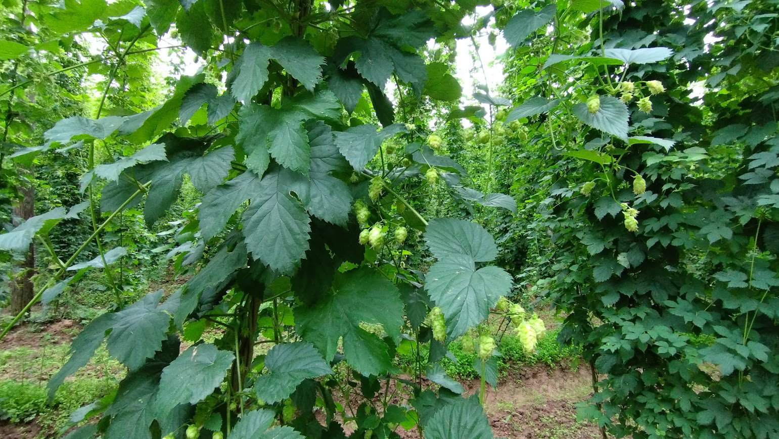 Natuurhuisje in Prümzurlay