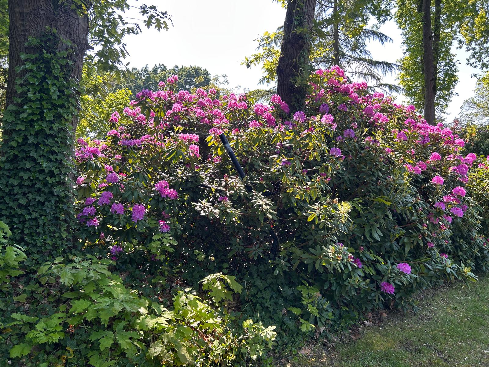 Naturhäuschen in Leende