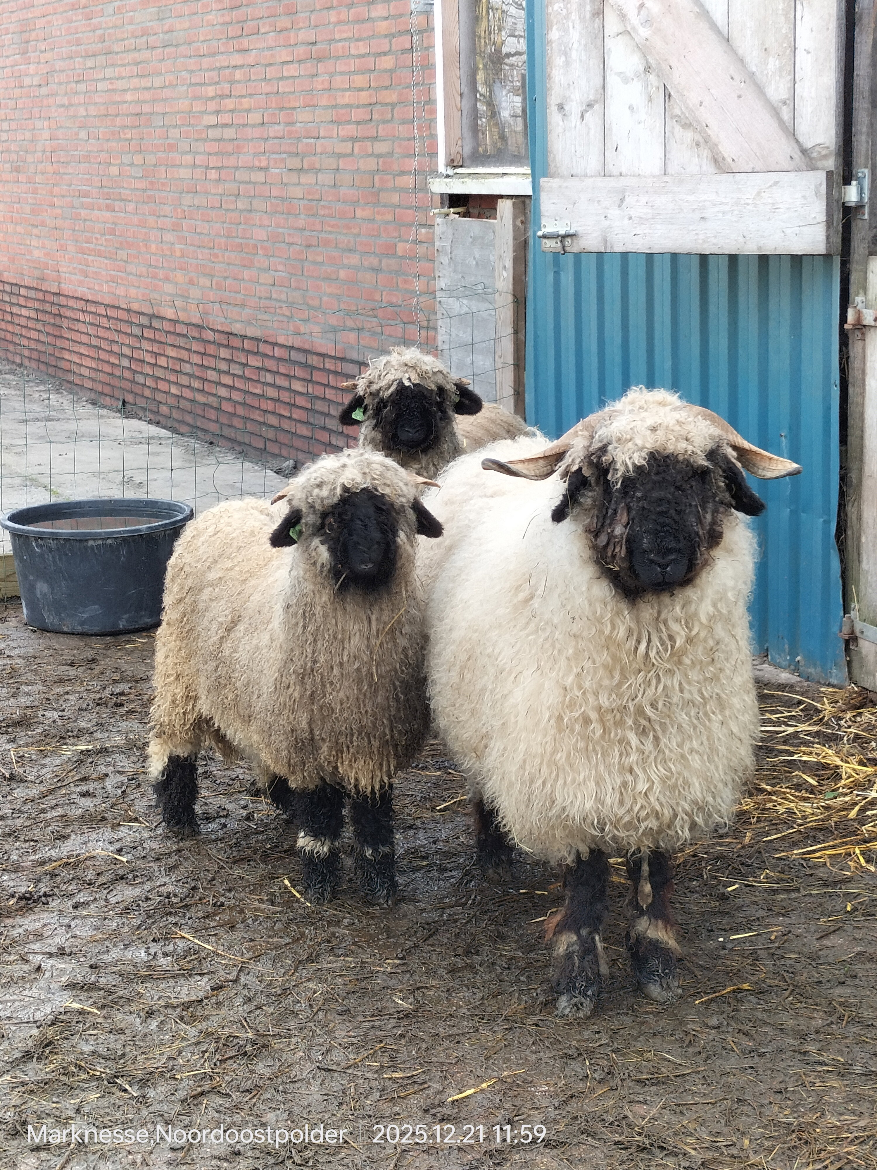 Natuurhuisje in Marknesse