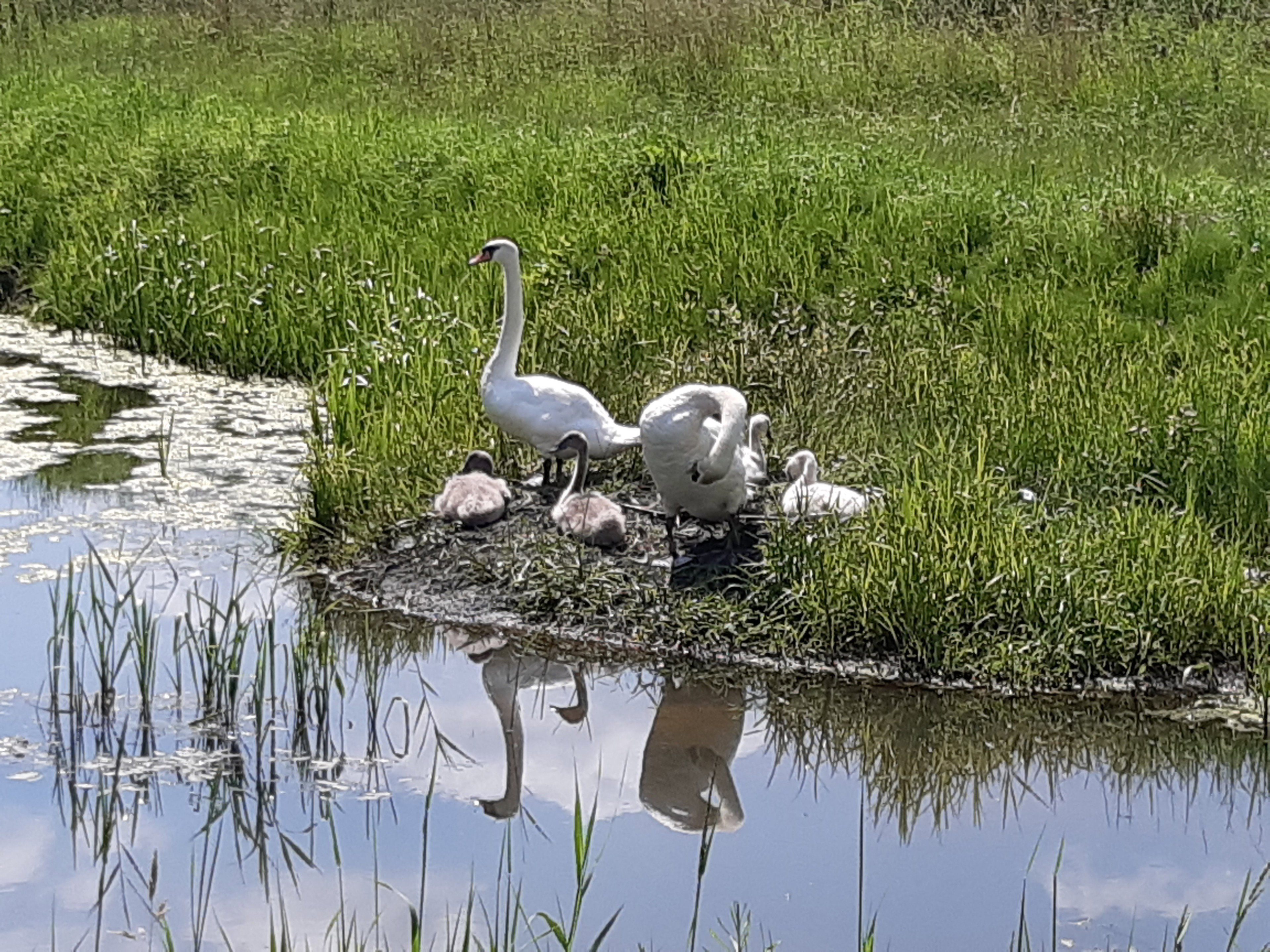 Natuurhuisje in Weert