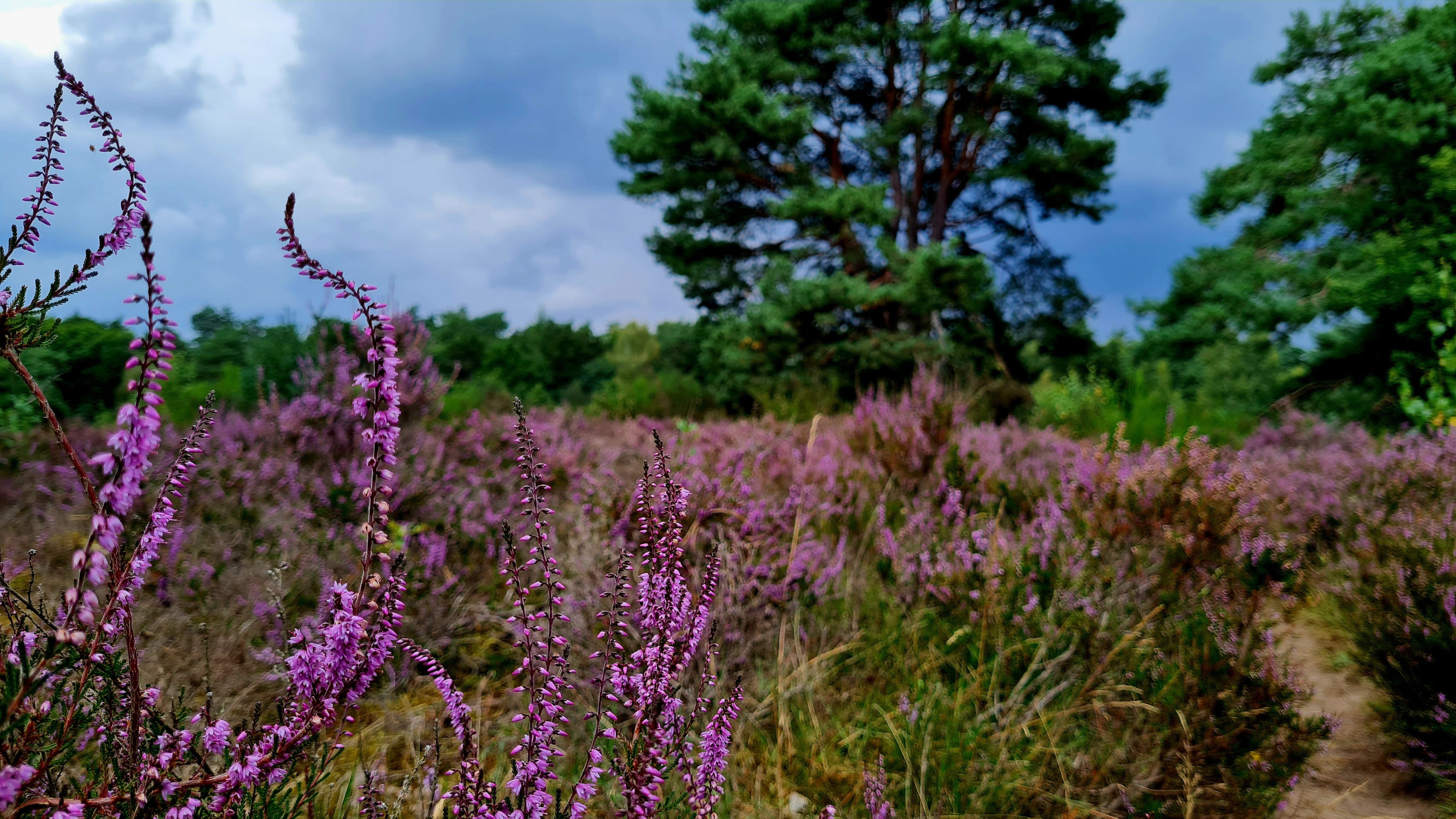 Natuurhuisje in Putten