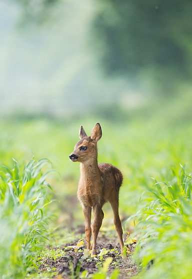 - image: 19