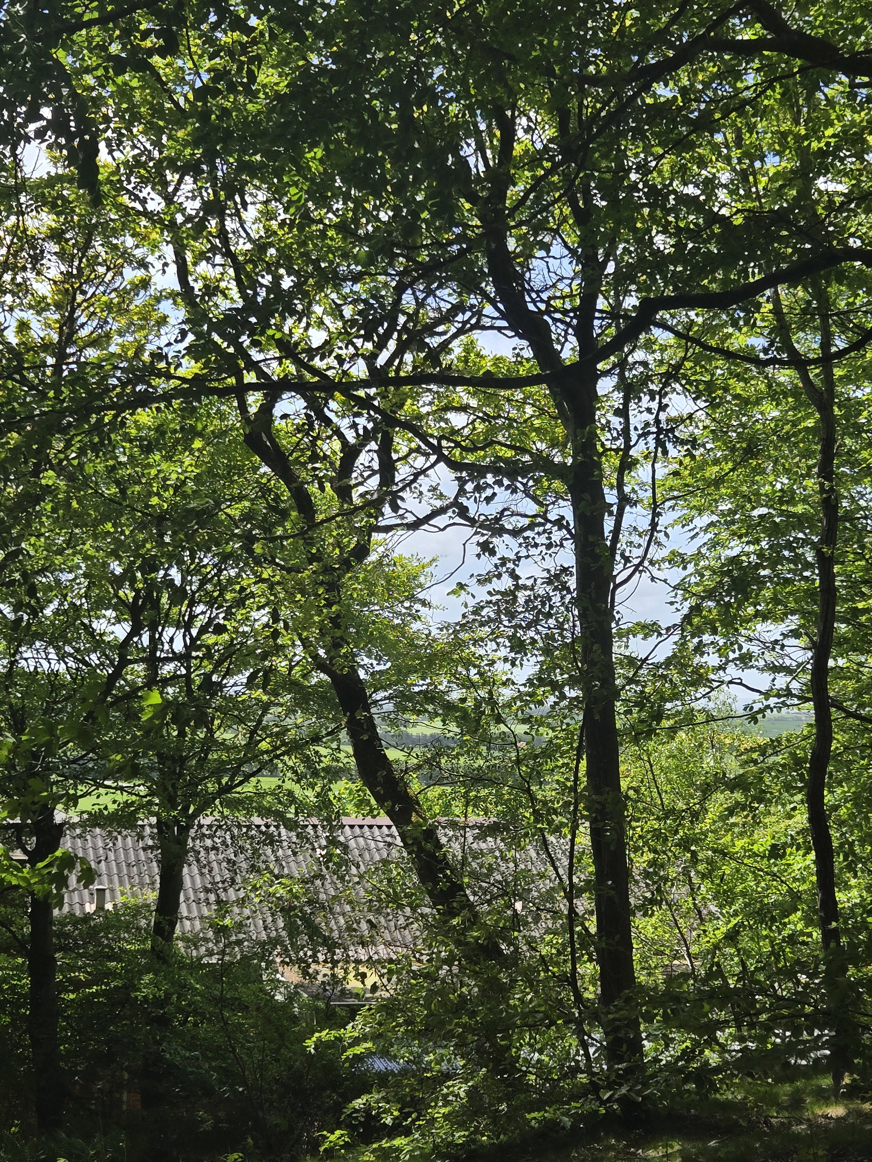 - image: 45