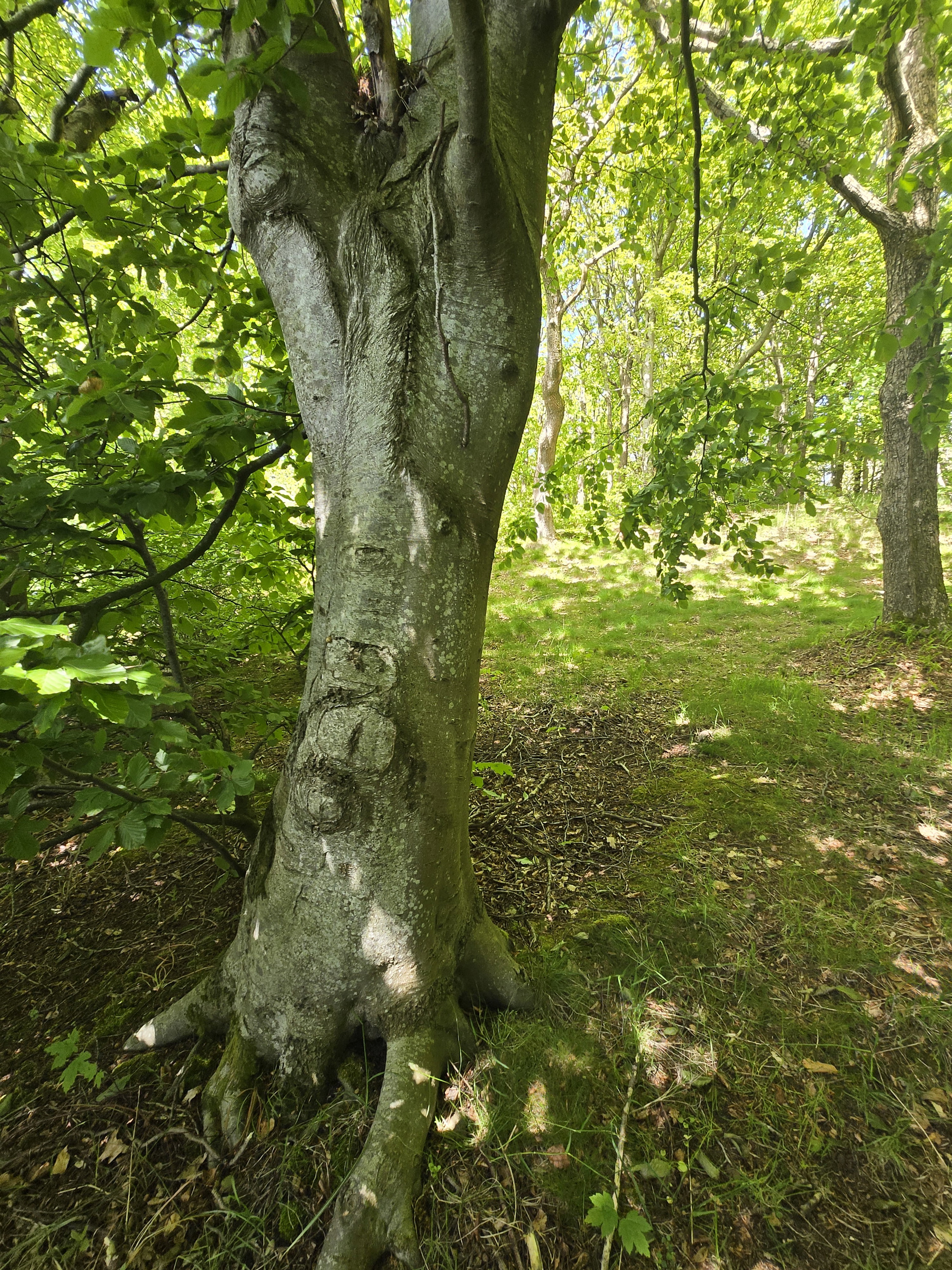 - image: 48