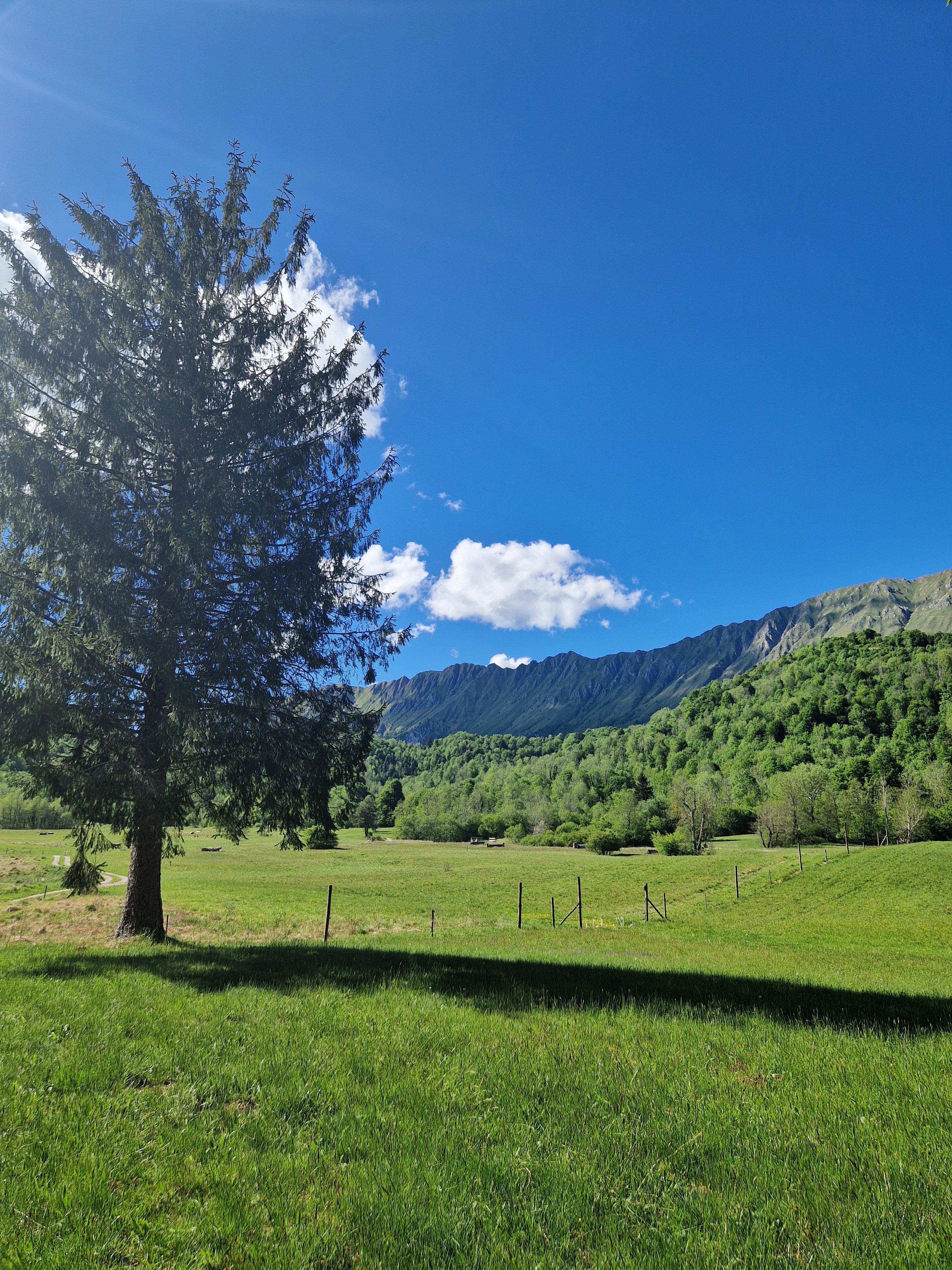 - image: 12