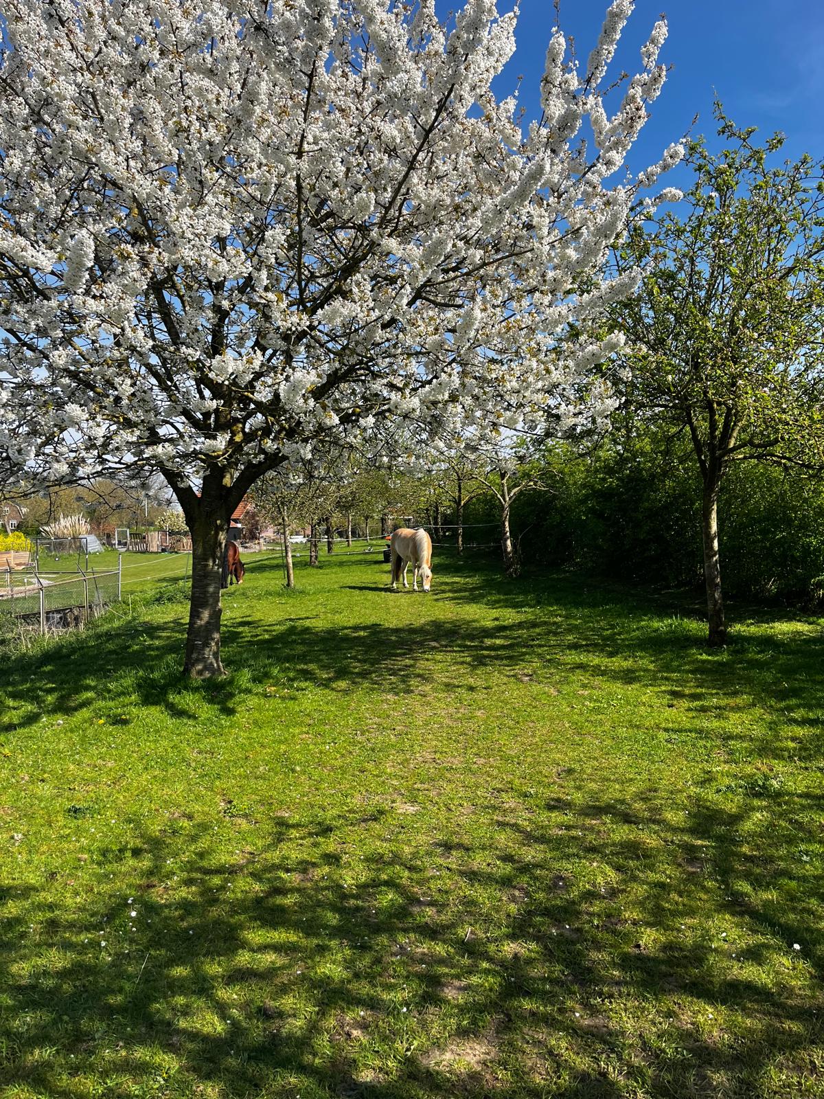 Nature house in Appeltern