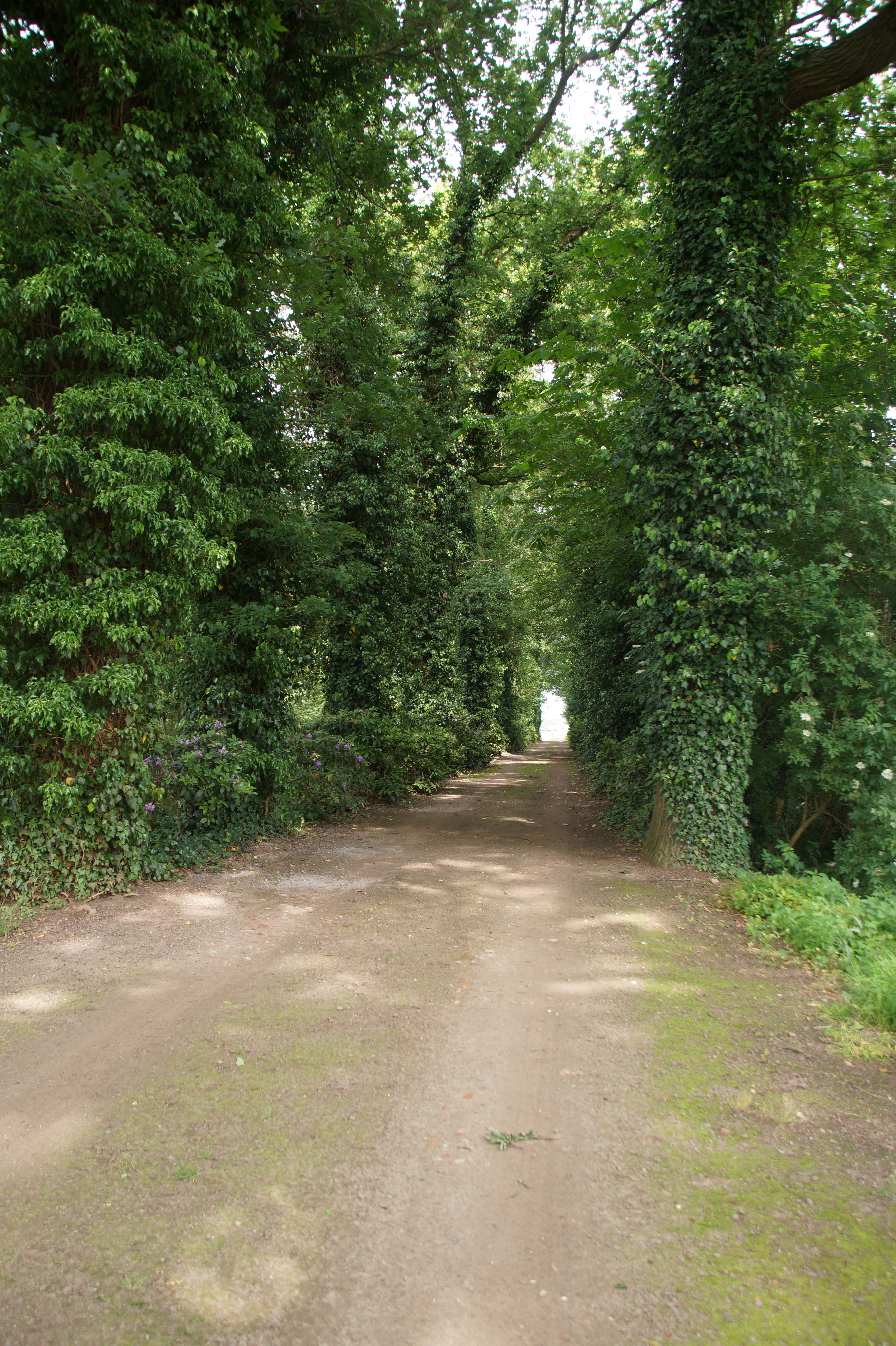 - image: 45