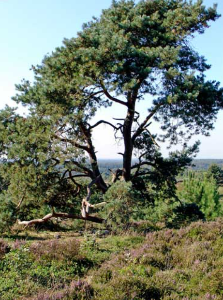 Natuurhuisje in Holten