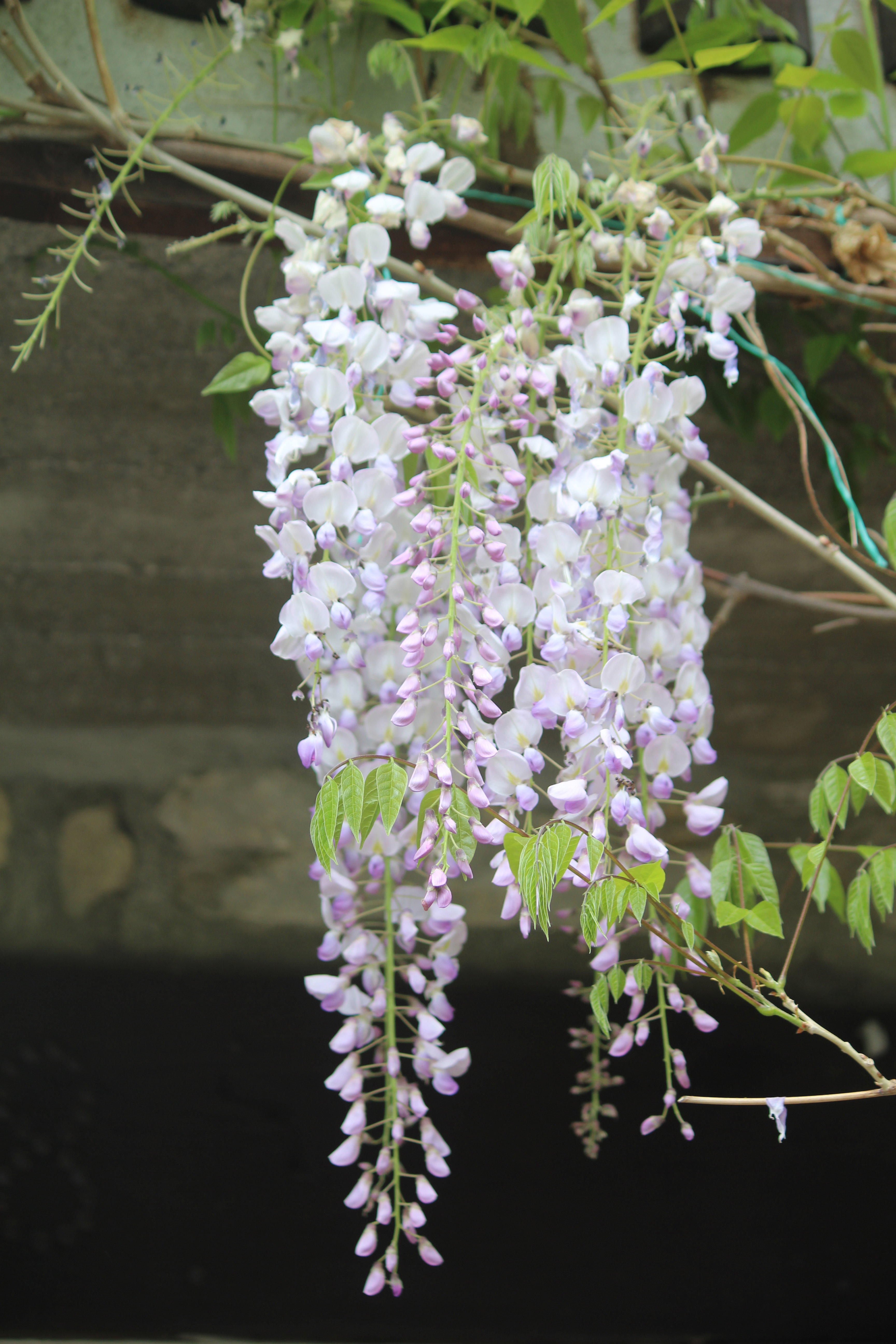 - image: 15