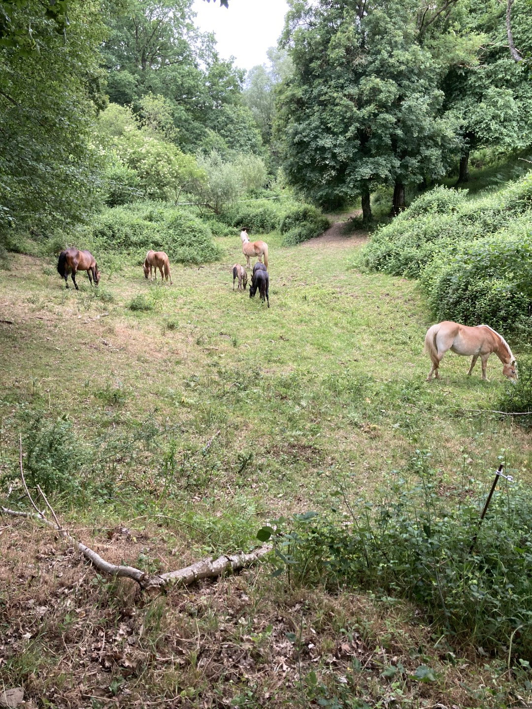 Natuurhuisje in vernusse