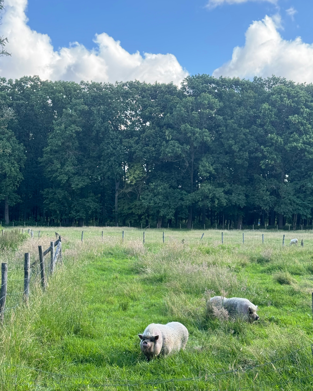 Natuurhuisje in Hasselt