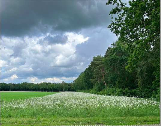 - image: 12