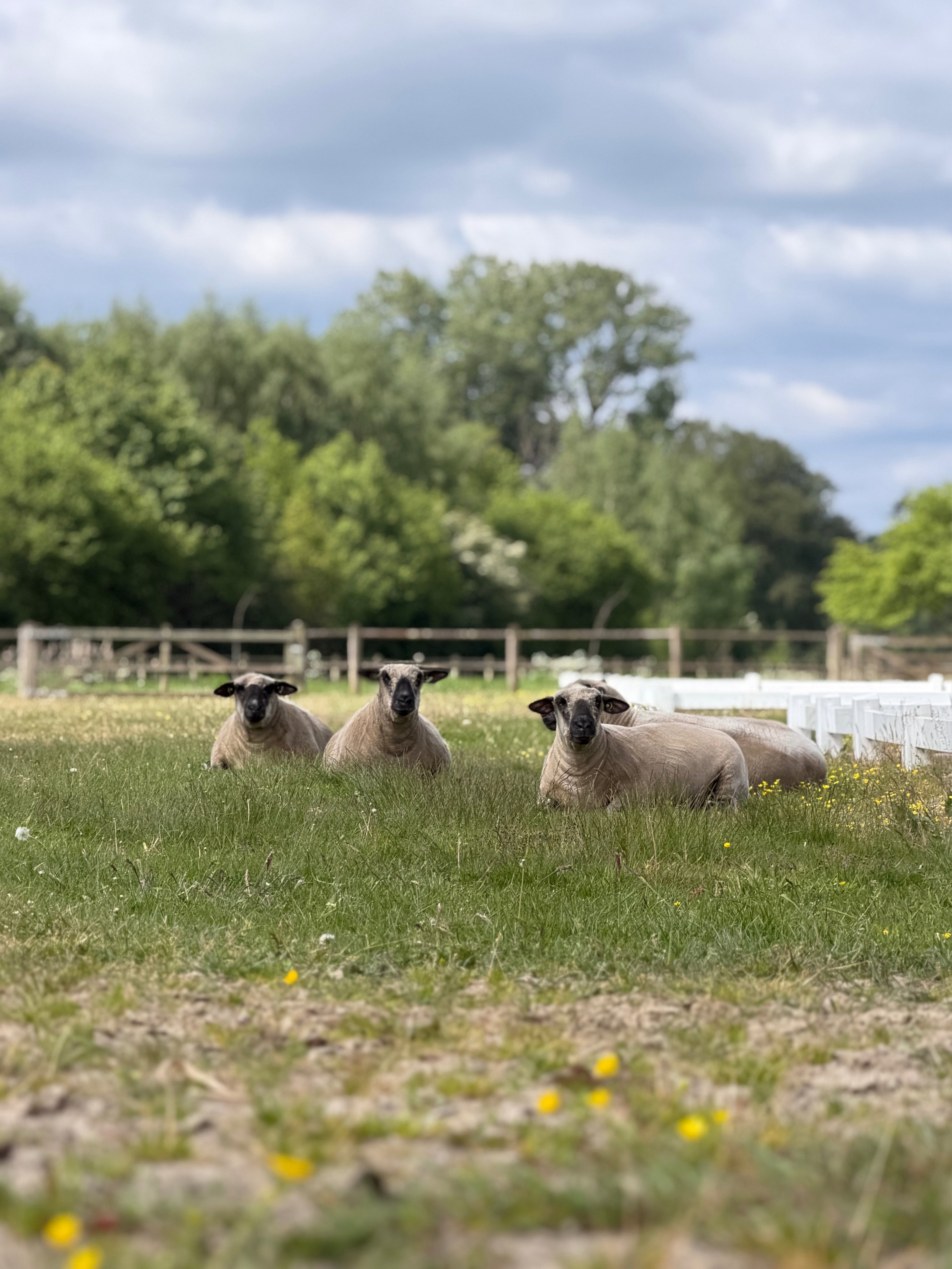 Natuurhuisje in Vorden