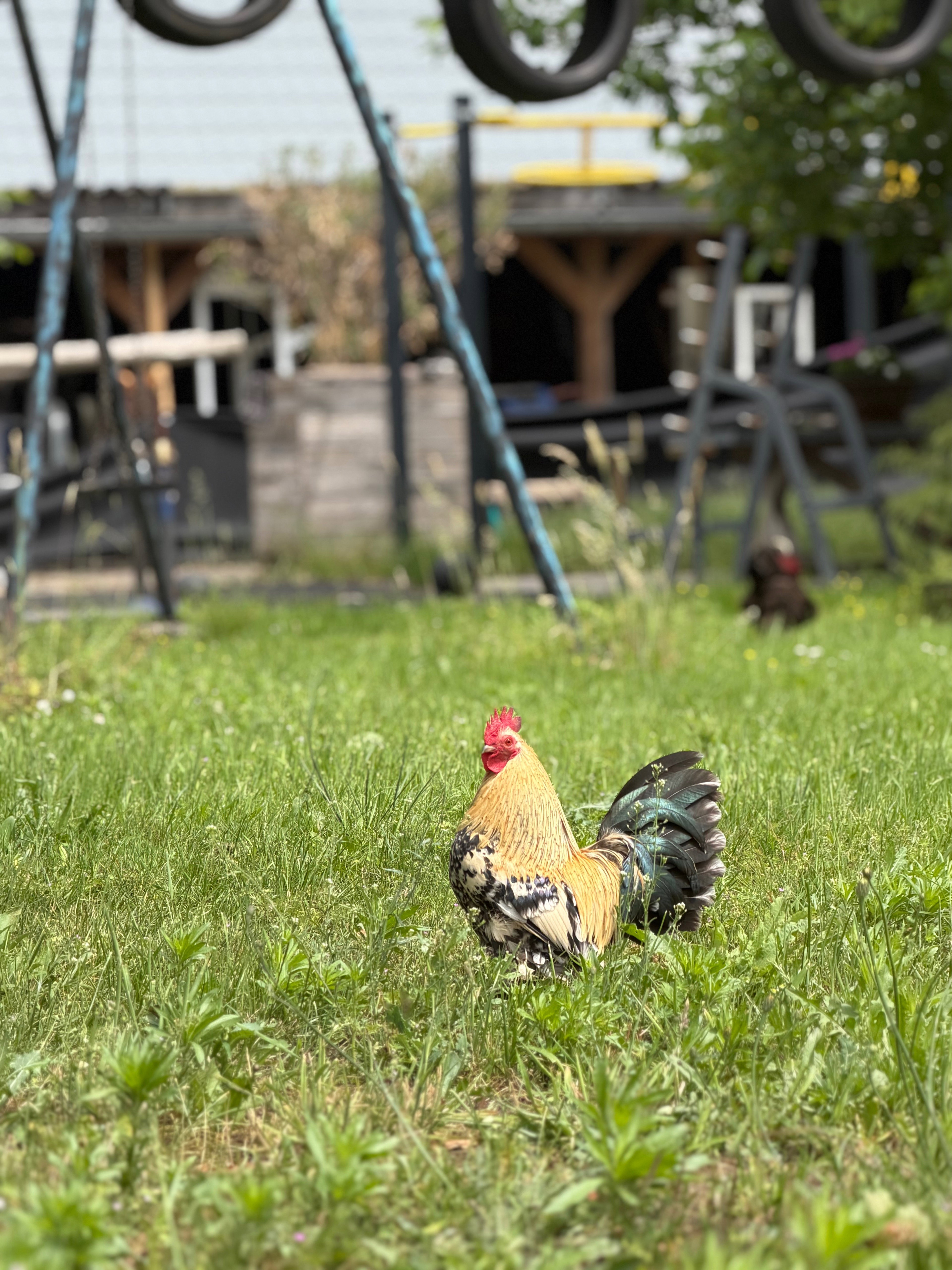 Natuurhuisje in Vorden