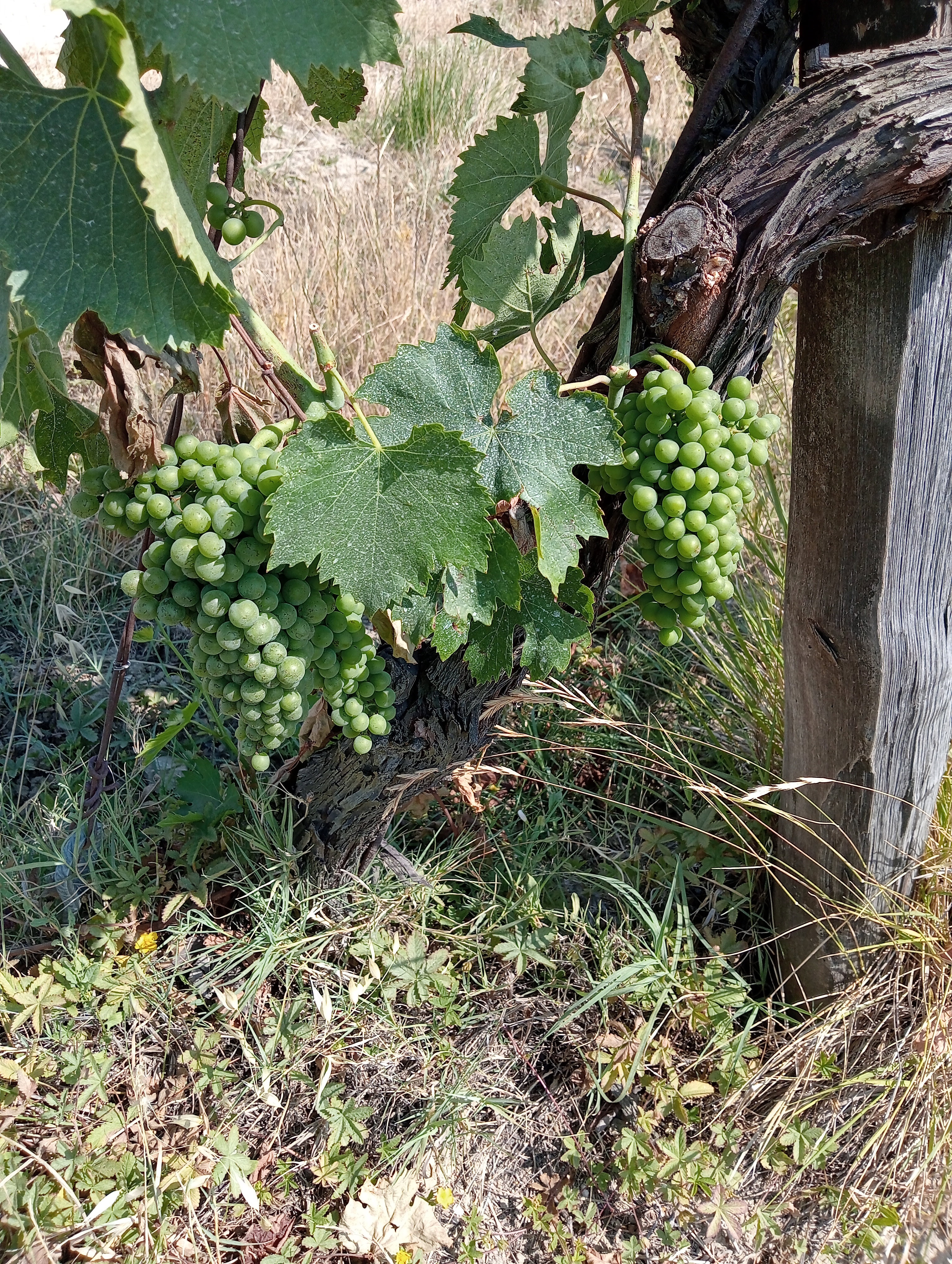 Natuurhuisje in Capannoli
